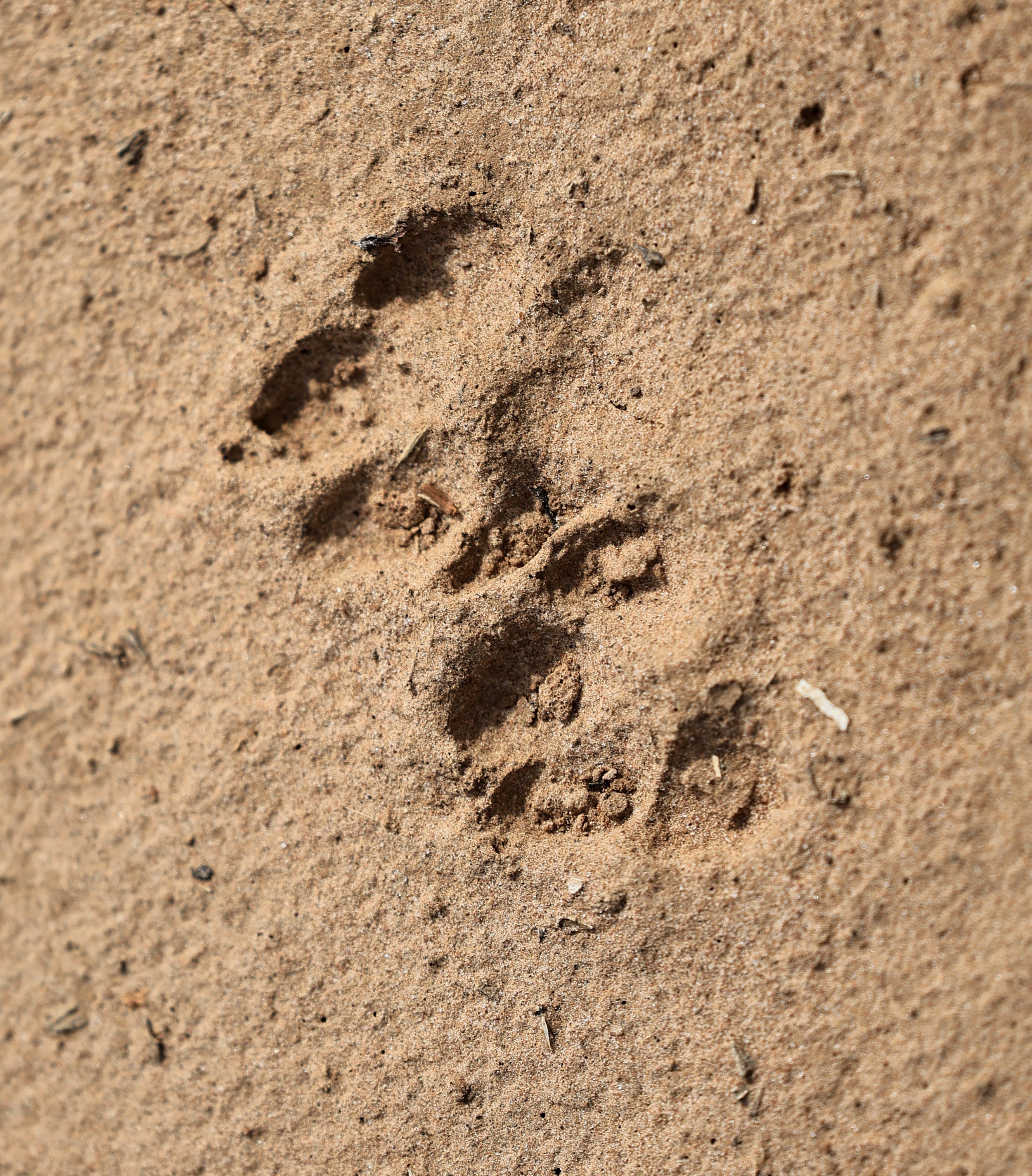 Pampas Fox (Lycalopex gymnocerca) or Crab-eating Fox - Agua Dulce Paraguay (3).jpg