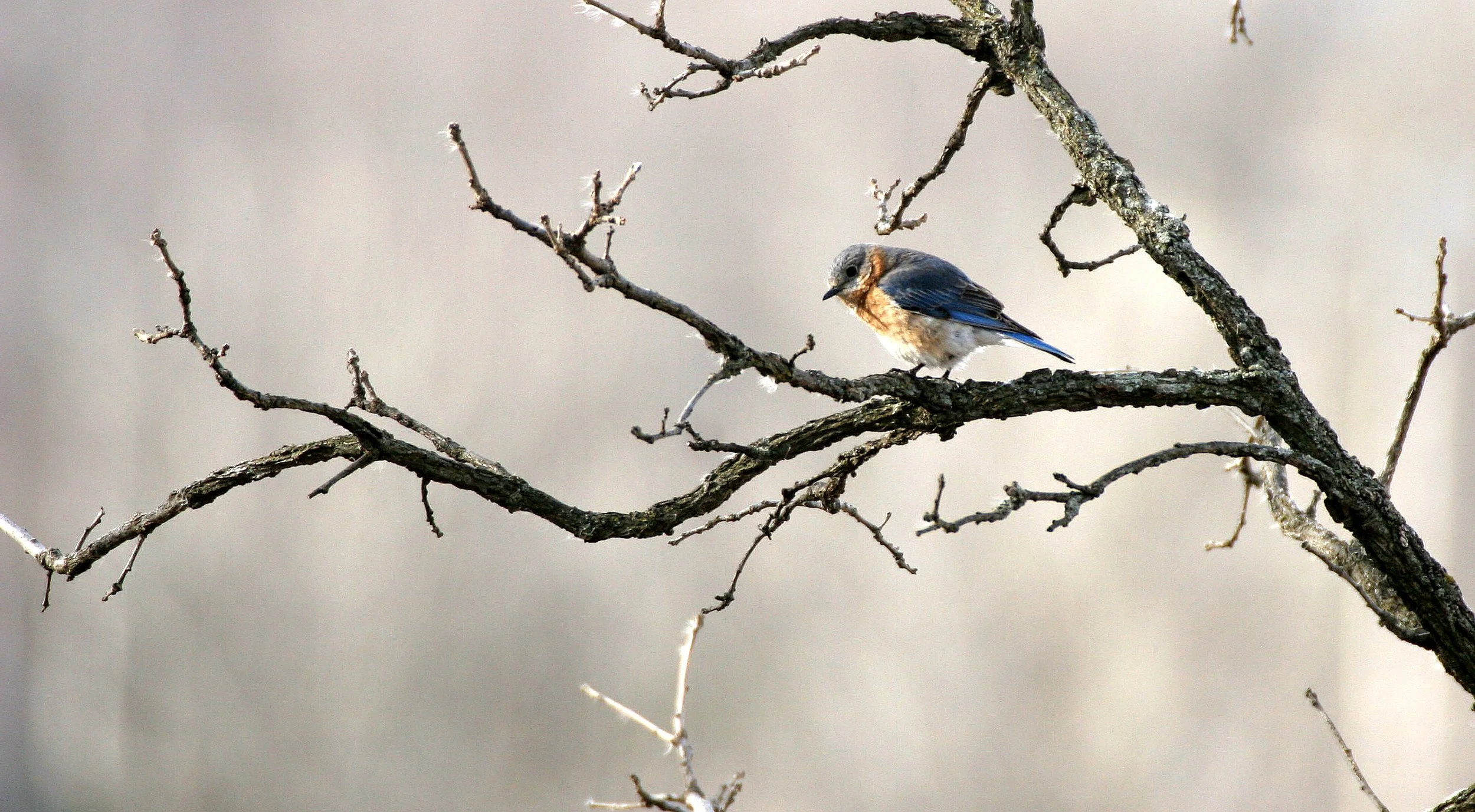 Eastern Bluebird (Sialia sialis) Lincoln Marsh Wheaton Illinois (40).JPG