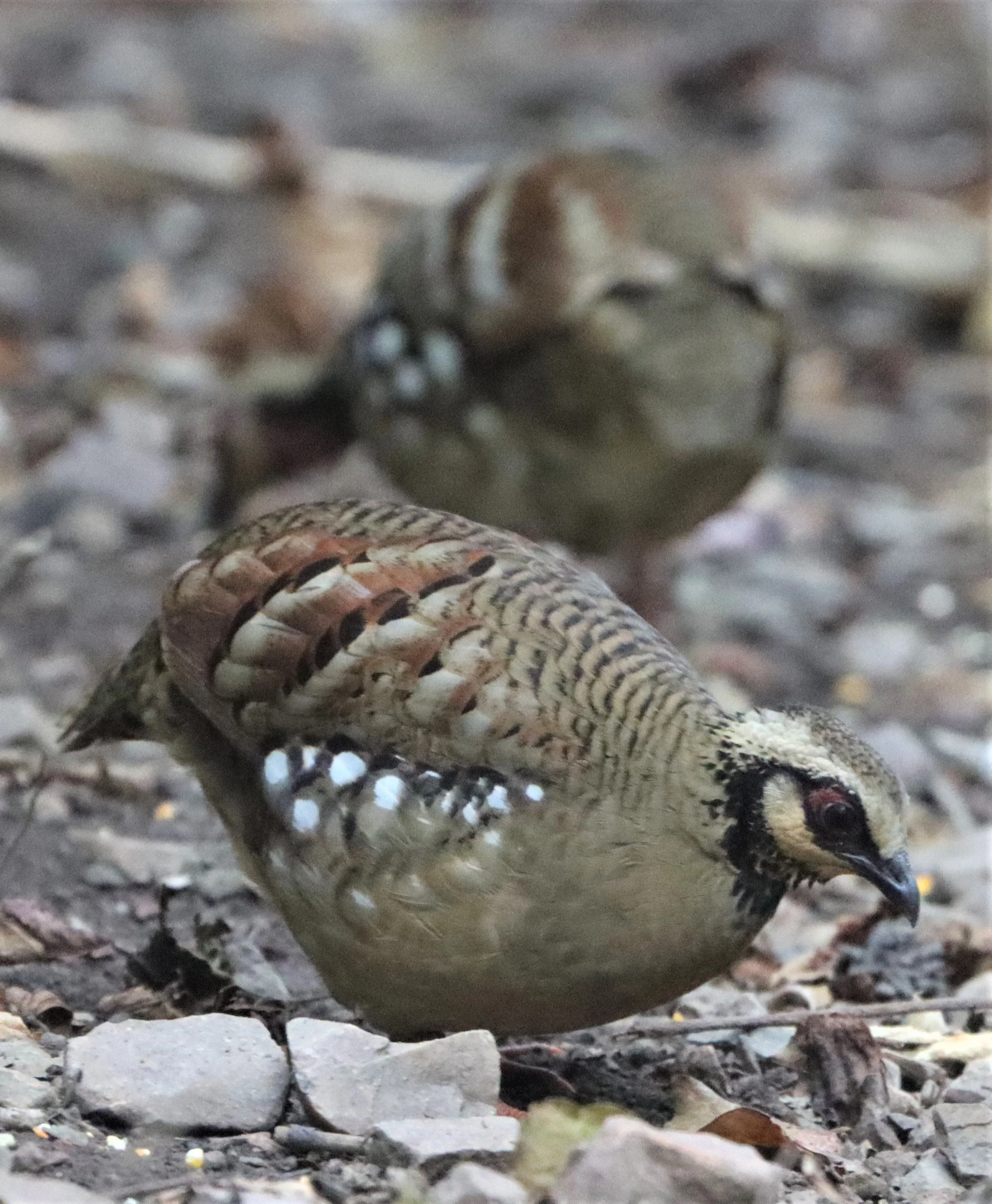 PARTRIDGE - SCALY-BREASTED (GREEN-LEGGED) PARTRIDGE - Arborophila chloropus - NEUNG HIDE, KAENG KRACHAN (3).jpg