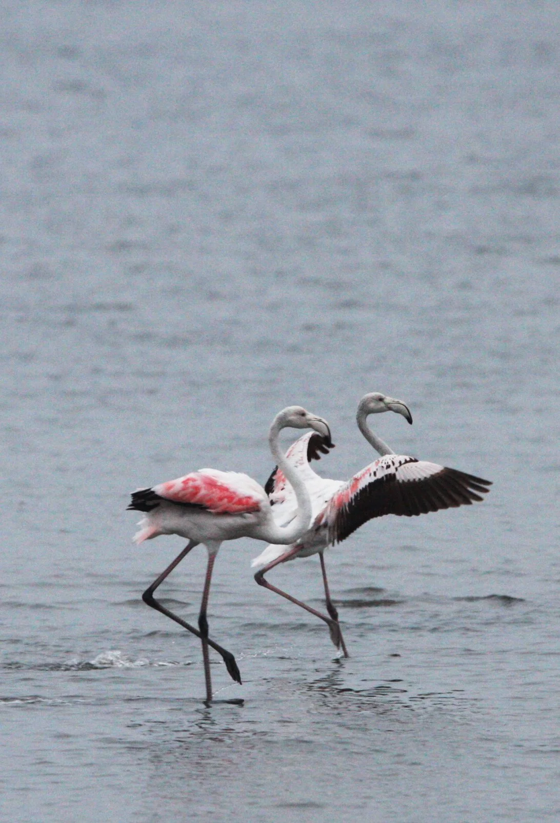 Phoenicopterus roseus - Greater Flamingo - Walvis Bay Namibia (39).JPG