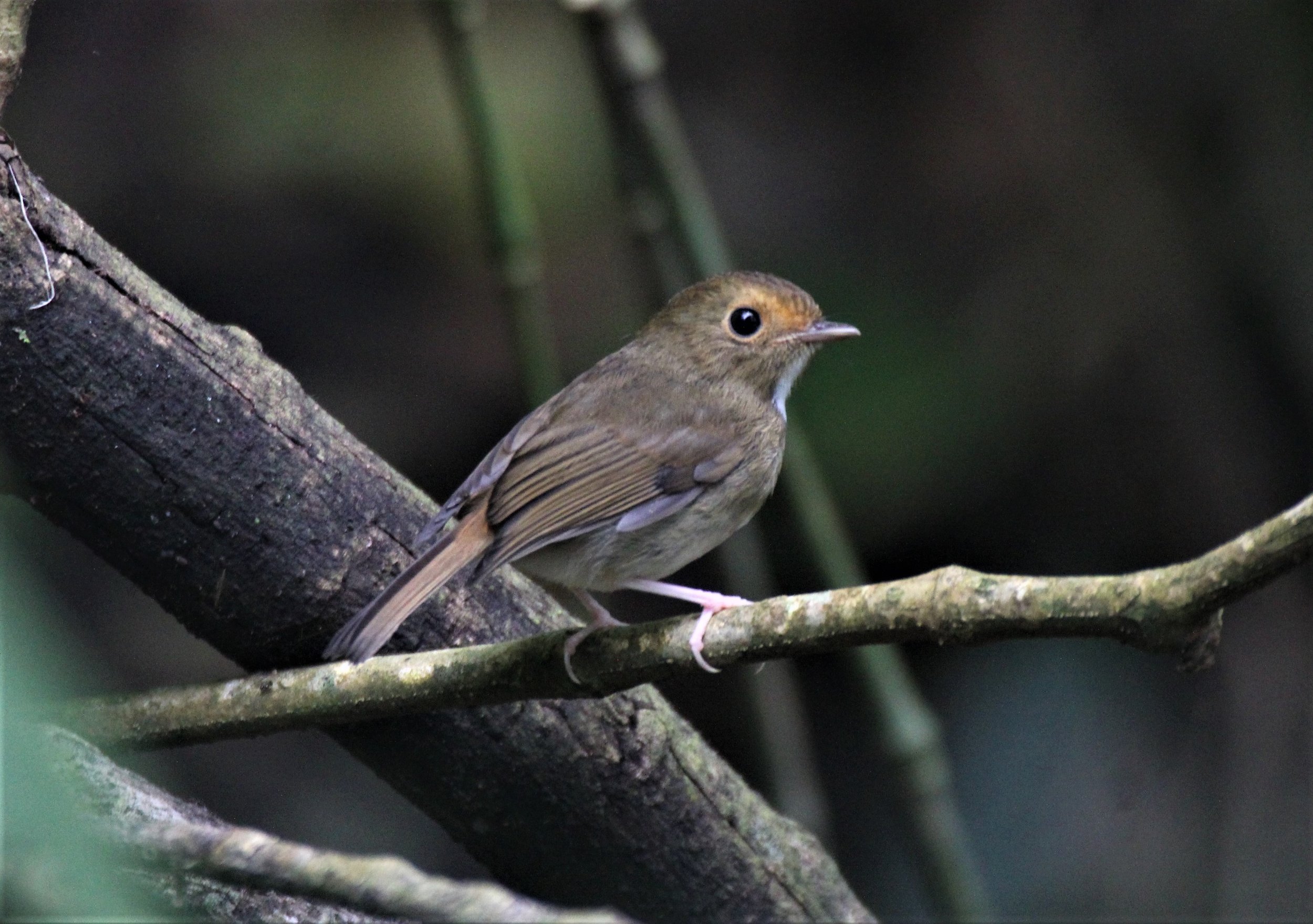 FLYCATCHER - RUFOUS-BROWED FLYCATCHER - Anthipes solitaris - CHONG YEN CAMPSITE MAE WONG NP (21).jpg
