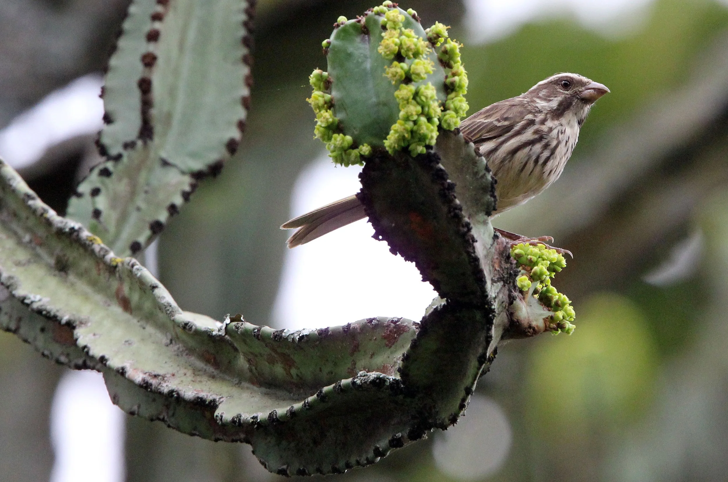 Genus Crithagra Central & Southern Africa — Coke Smith Wildlife