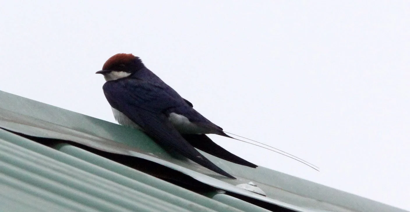 Wire-tailed Swallow (Hirundo smithii) Murchison Falls NP Uganda (5).JPG