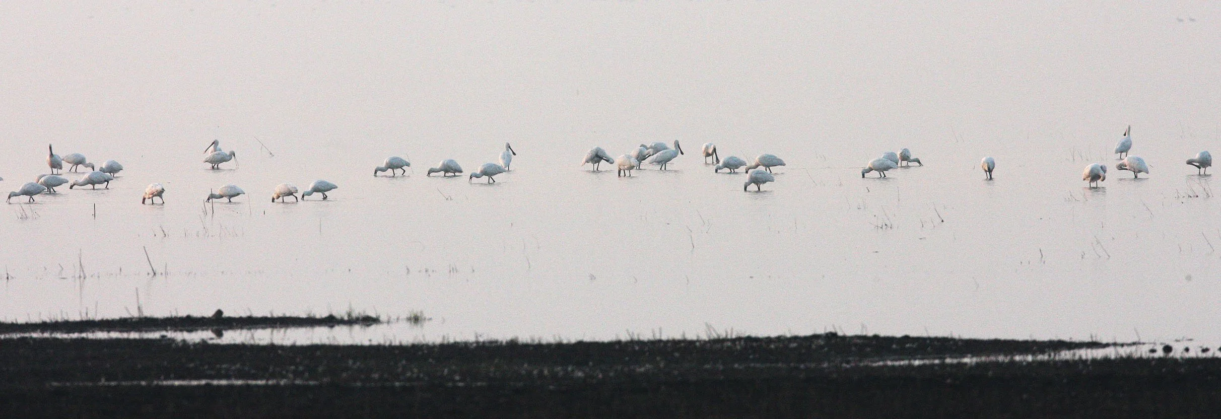 SPOONBILL - EURASIAN SPOONBILL - Platalea leucorodia - NANJI HILL RESERVE POYANG LAKE, JIANGXI PROVINCE, CHINA (60).JPG