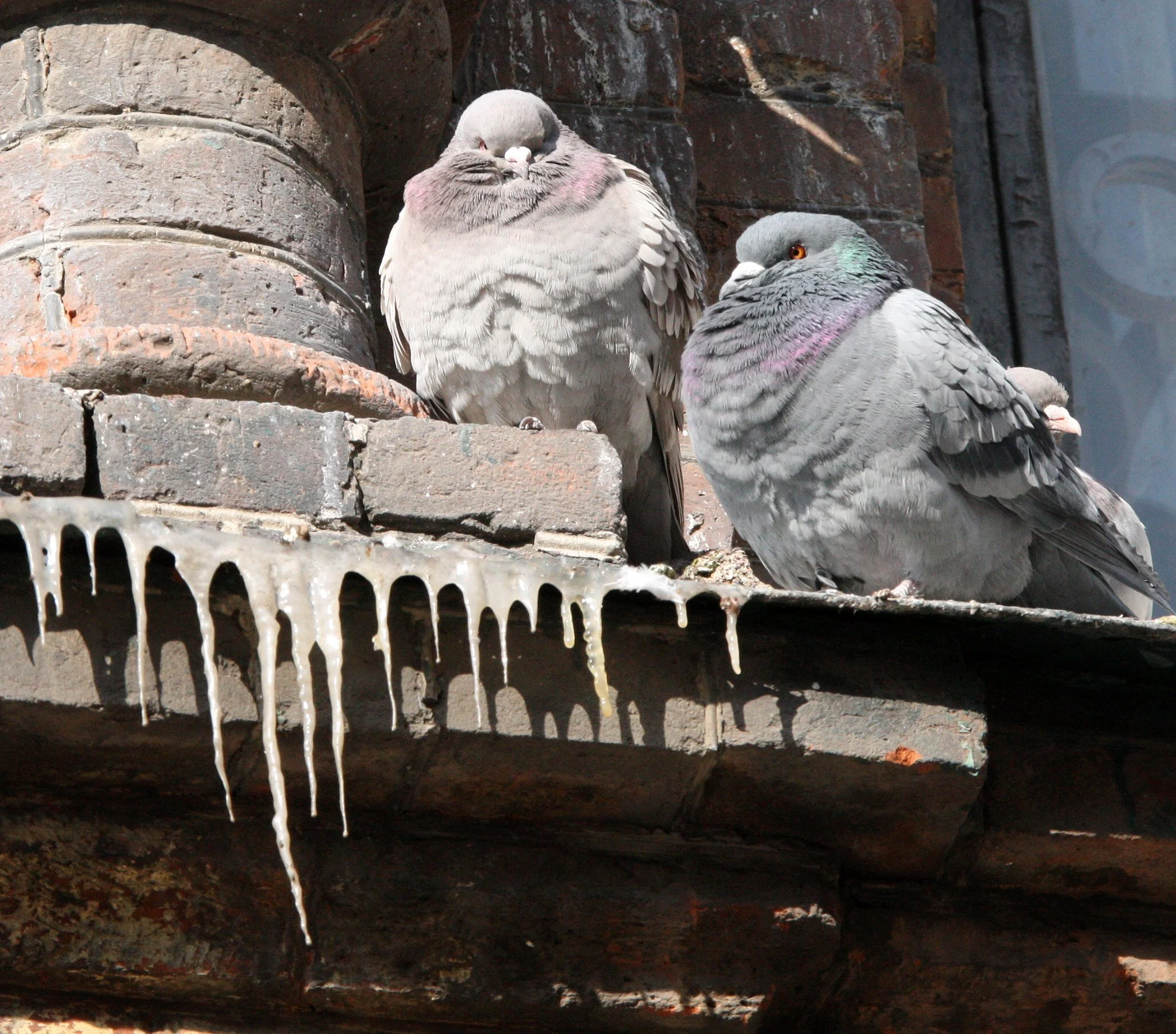 BIRD - PIGEON - HARBIN SAINT SOPHIA'S CATHEDRAL CHINA (12).JPG