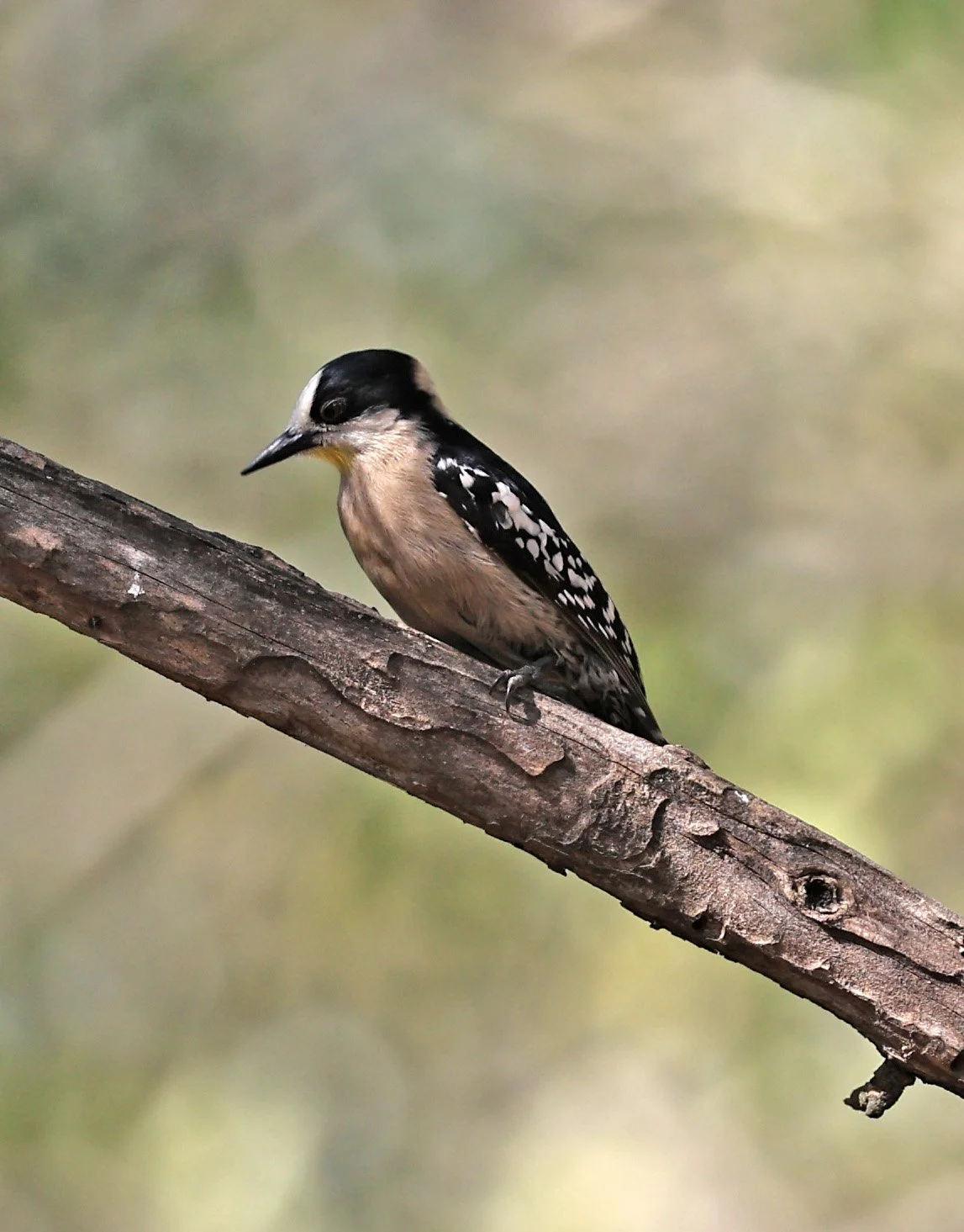 White-fronted Woodpecker (Melanerpes cactorum) Hotel Campestre Iparoma Paraguay (5).jpg