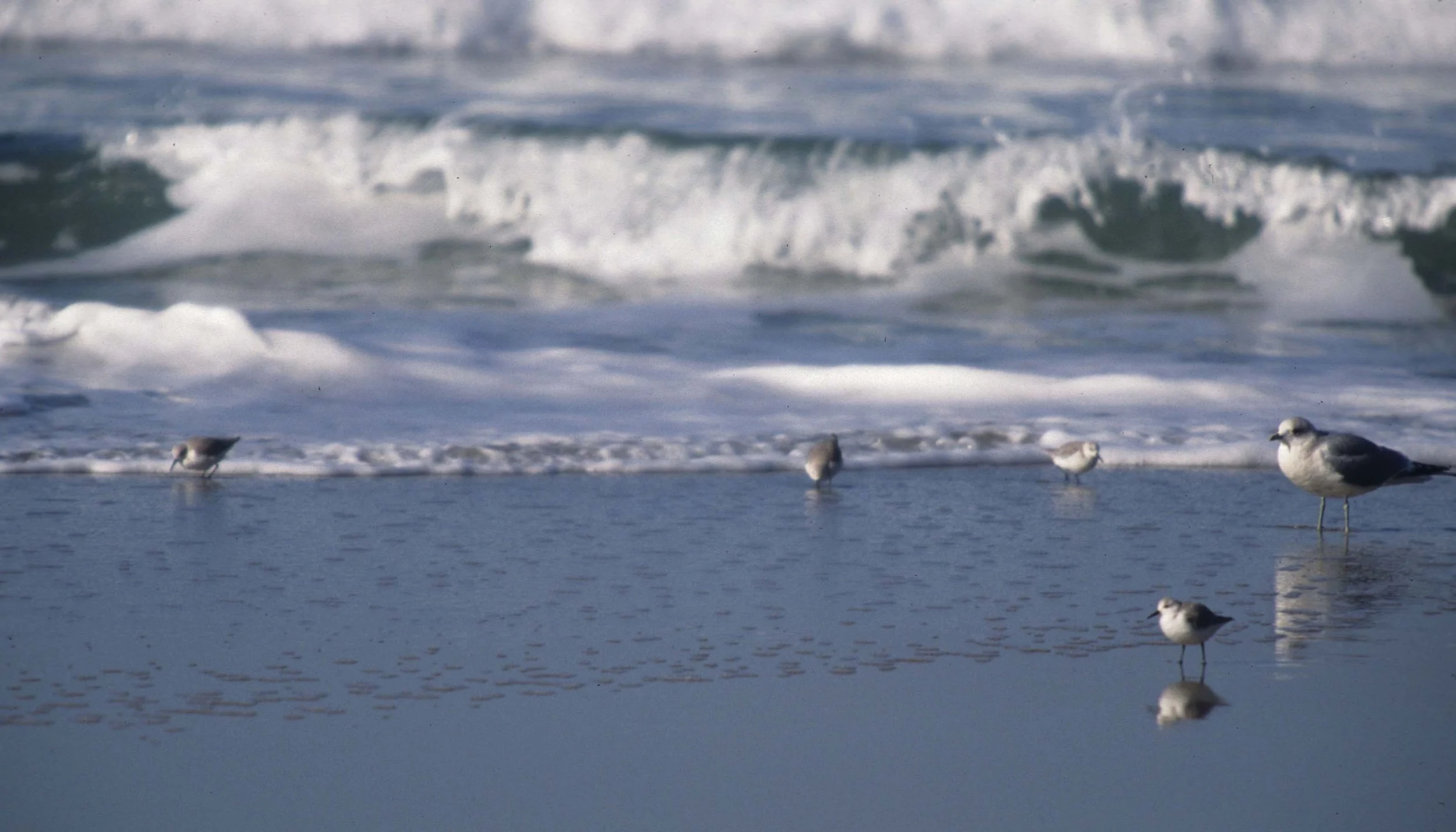 BIRD - GULL SPECIES WITH SANDERLING AT POINT REYES.jpg