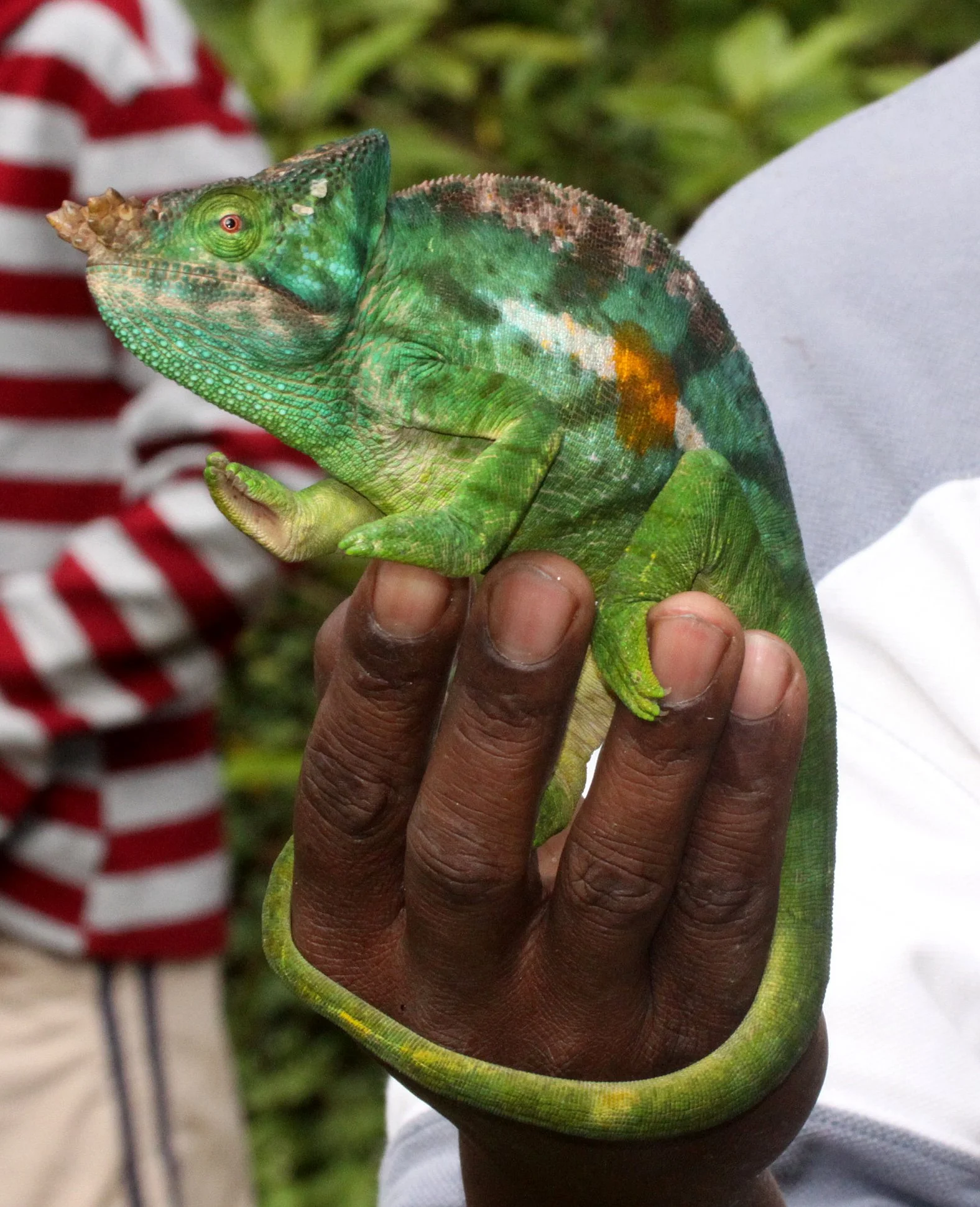 Calumma parsonii - PARSON'S CHAMELEON - MANTADIA NATIONAL PARK MADAGASCAR (31).JPG