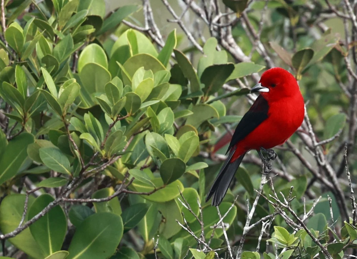 Brazilian tanager (Ramphocelus bresilia) Superagüi National Park, Brazil (10).jpg
