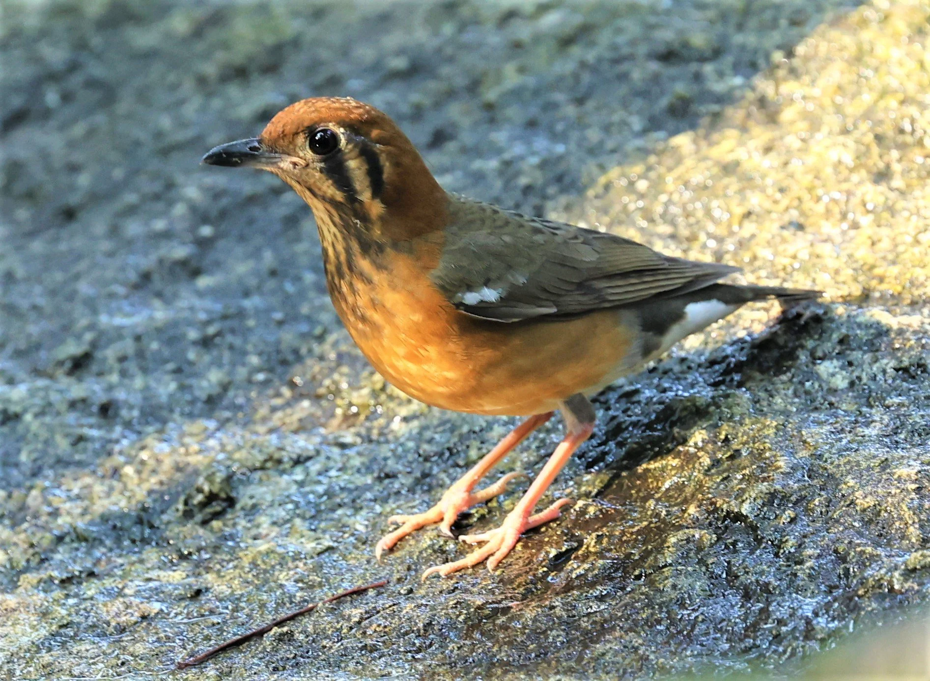 Orange-headed Thrush (Zoothera citrina) Wat Tham Prathum Chonburi Thailand (9).jpg