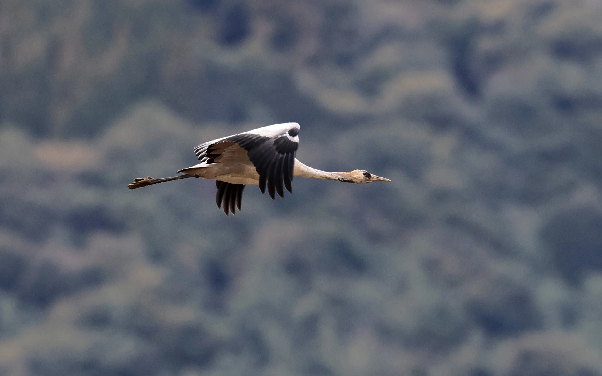 Hooded Crane (Grus monacha) Izumi Crane Park & Center, Izumi Kagoshima Kyushu Japan (155).jpg
