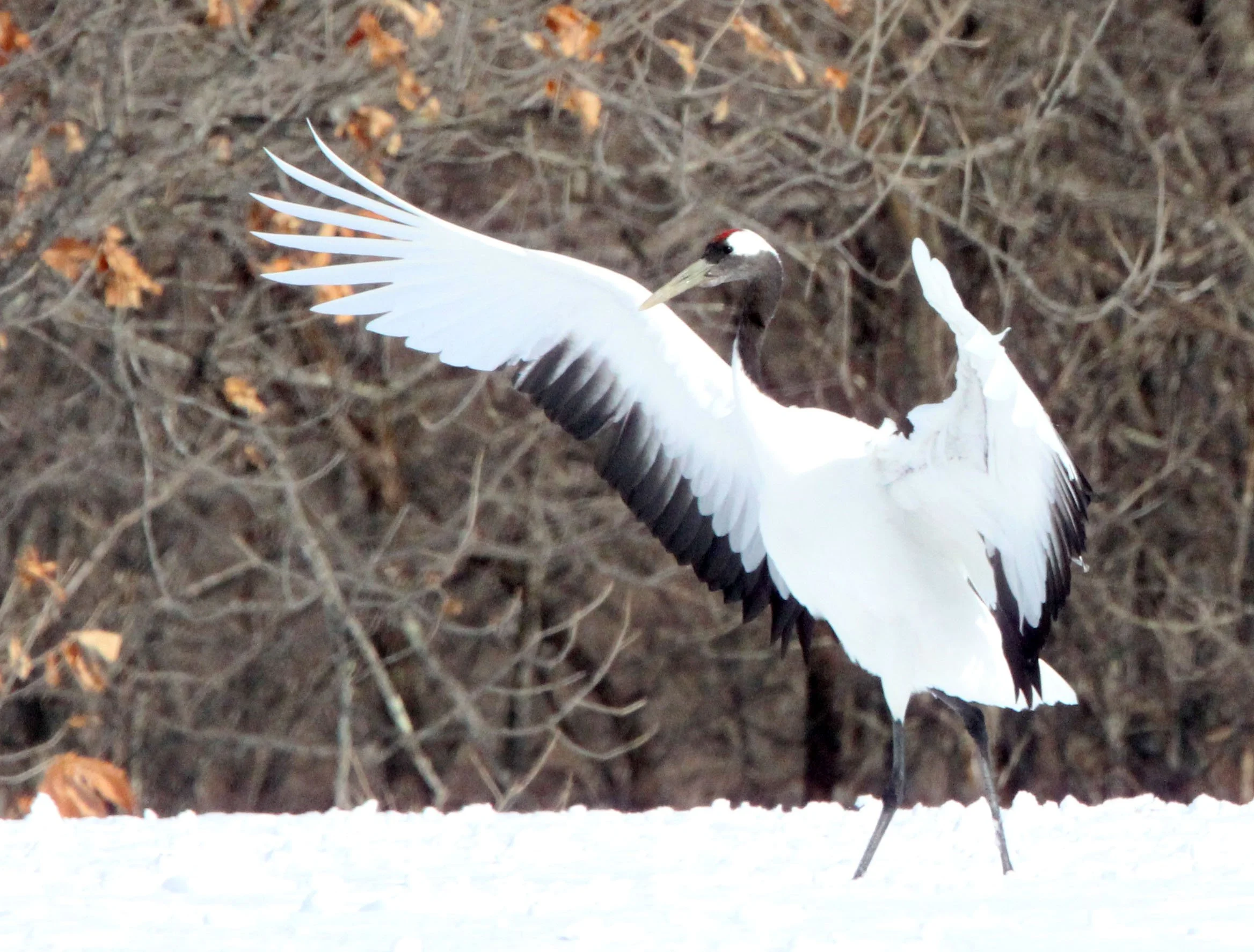 BIRD - CRANE - JAPANESE RED-CROWN CRANE - TSURUI CRANE CENTER - HOKKAIDO JAPAN (259).JPG