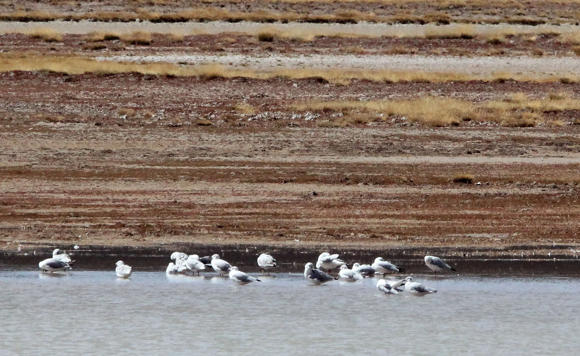 BIRD - GULL - BLACK & BROWN-HEADED GULLS -  KU HAI LAKE QINGHAI CHINA - NEARBY (3).JPG