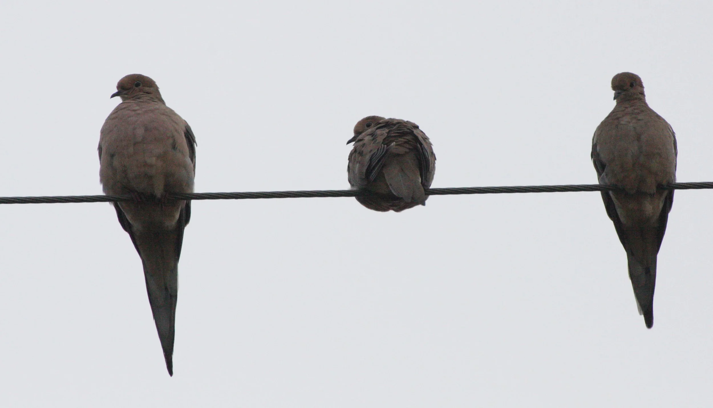 Mourning Dove (Zenaida macroura) Sequim Prairie Washington (3).JPG