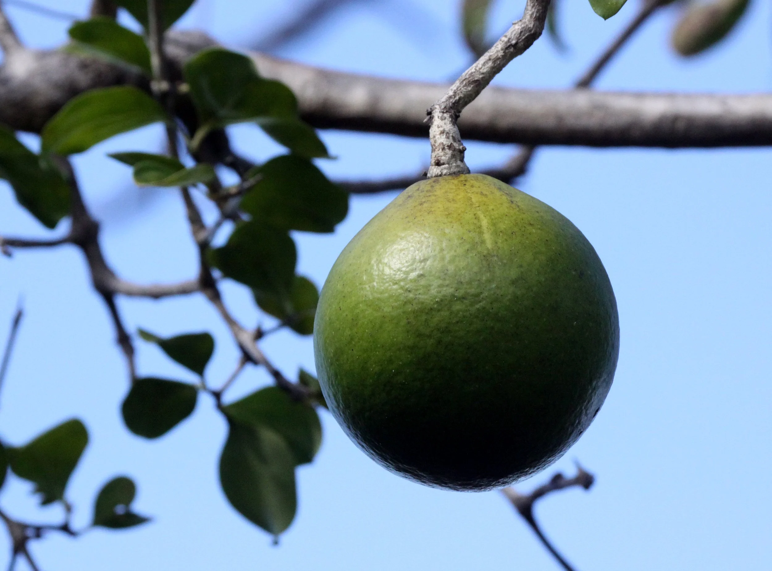 PLANT - SPECIES - ANKARANA NATIONAL PARK MADAGASCAR (11).JPG