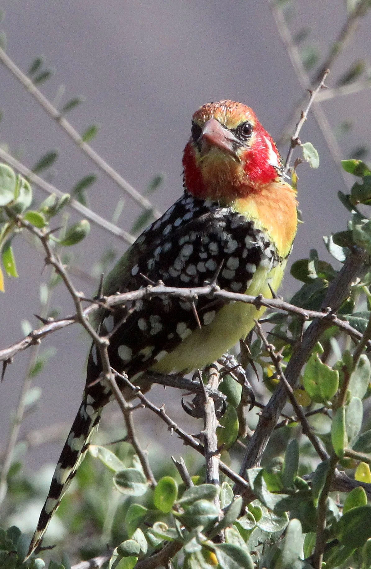 BARBET - RED-AND-YELLOW BARBET - Trachyphonus erythrocephalus - SAMBURU NATIONAL PARK KENYA (3).JPG