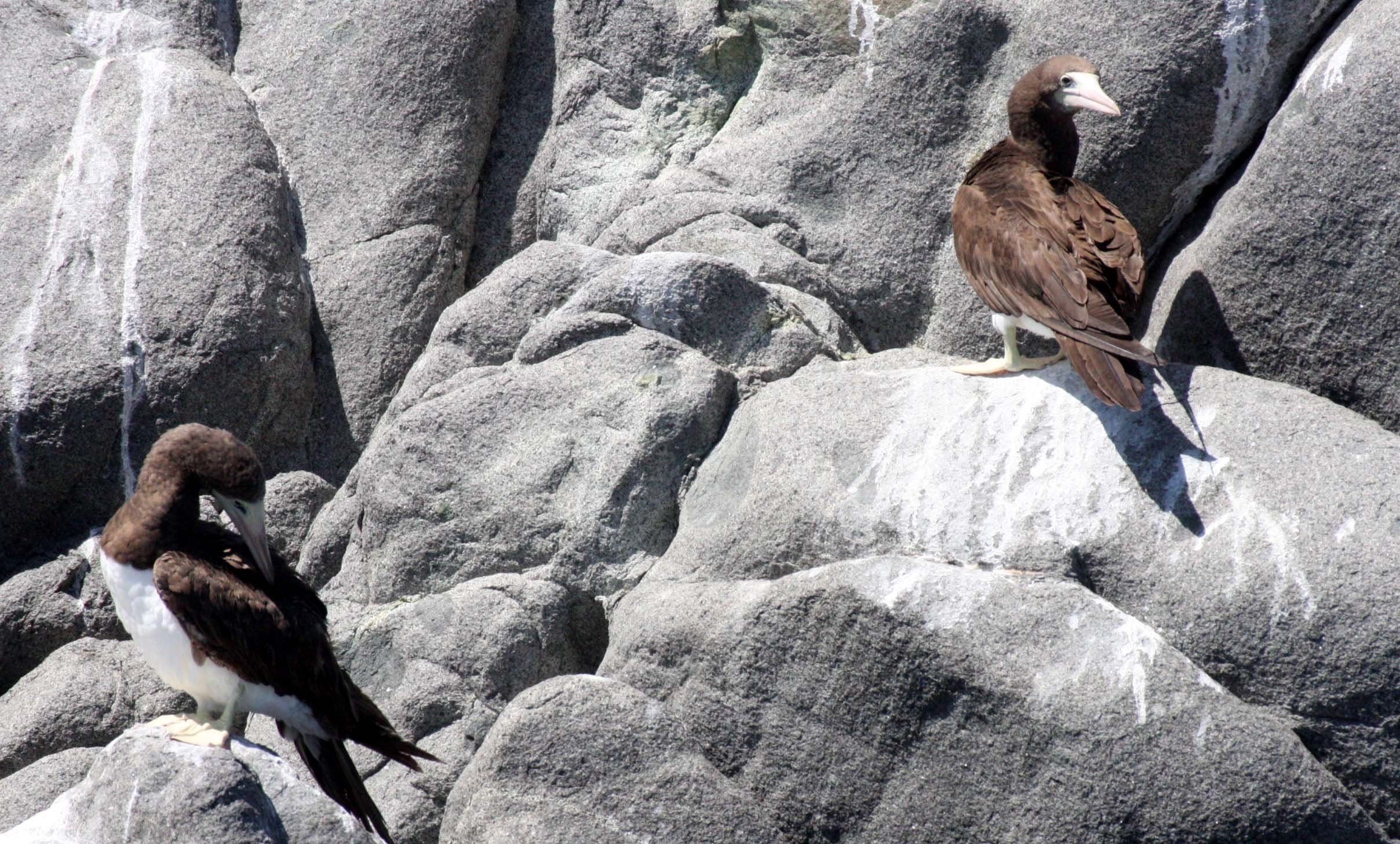Brown Booby (Sula leucogaster) Santa Catalina Island Baja Mexico (28).JPG