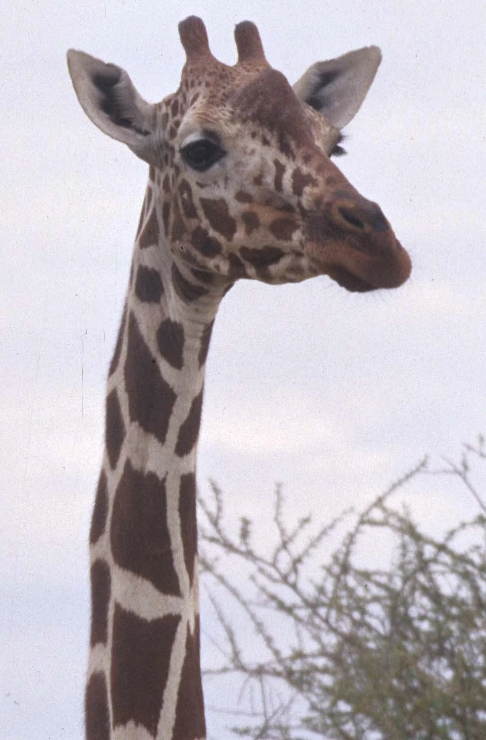 GIRAFFE-RETICULATED - SHABA 4A.jpg
