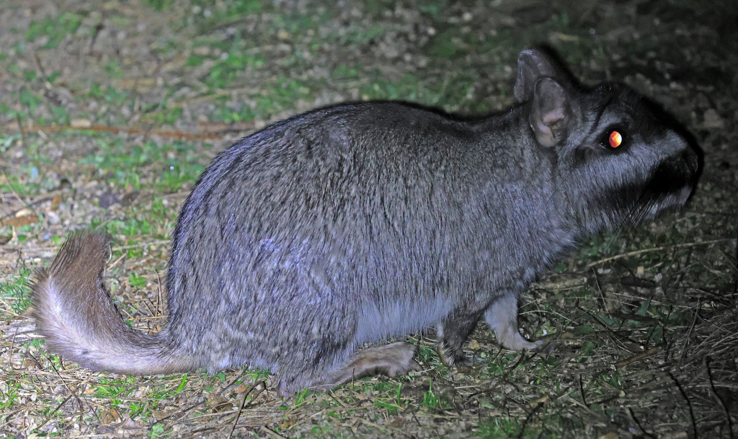Plains Vizcacha (Lagostomus maximus) El Palmar National Park, Entre Rios, Argentina (39).jpg