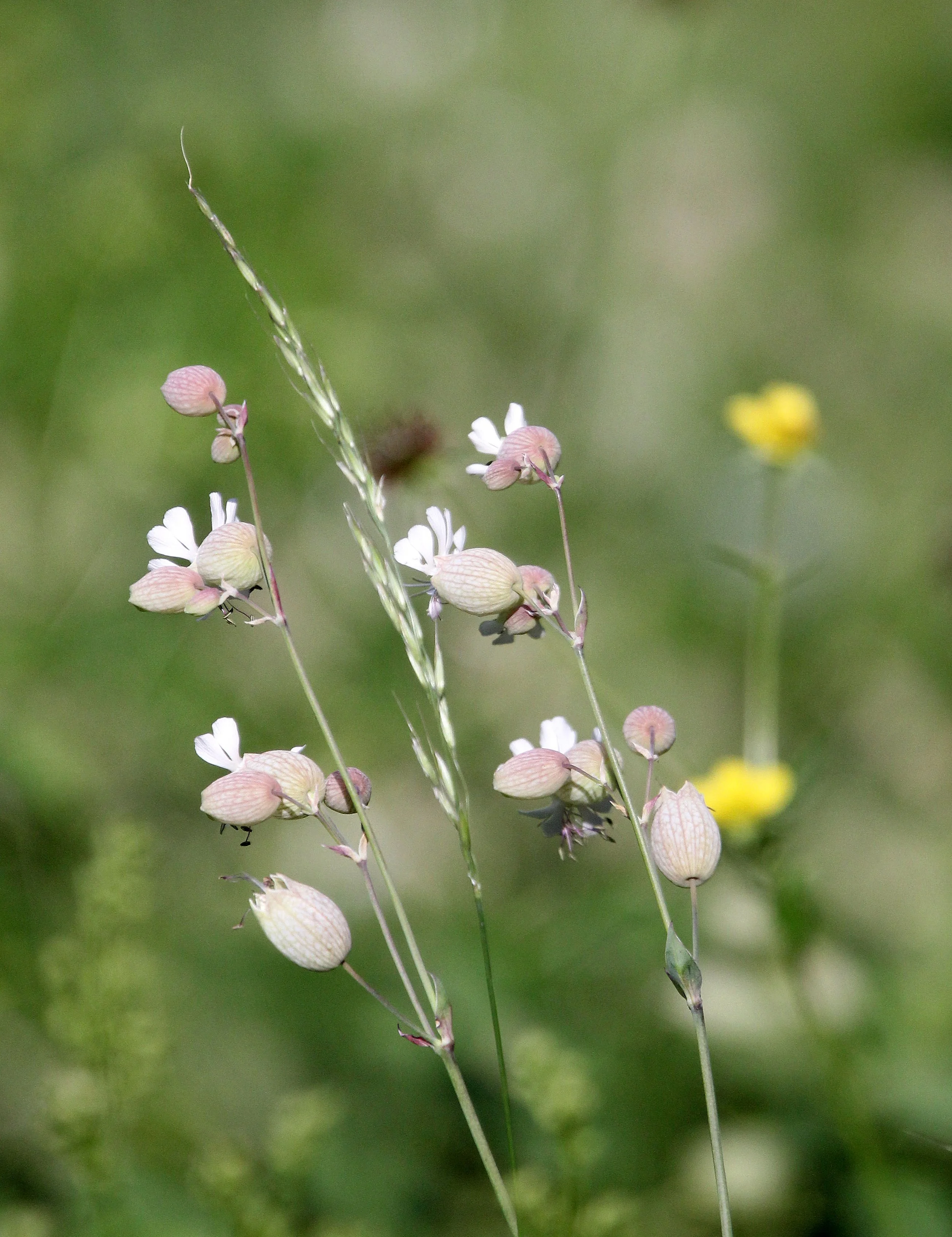 VERCORS NATIONAL PARK FRANCE (40).JPG