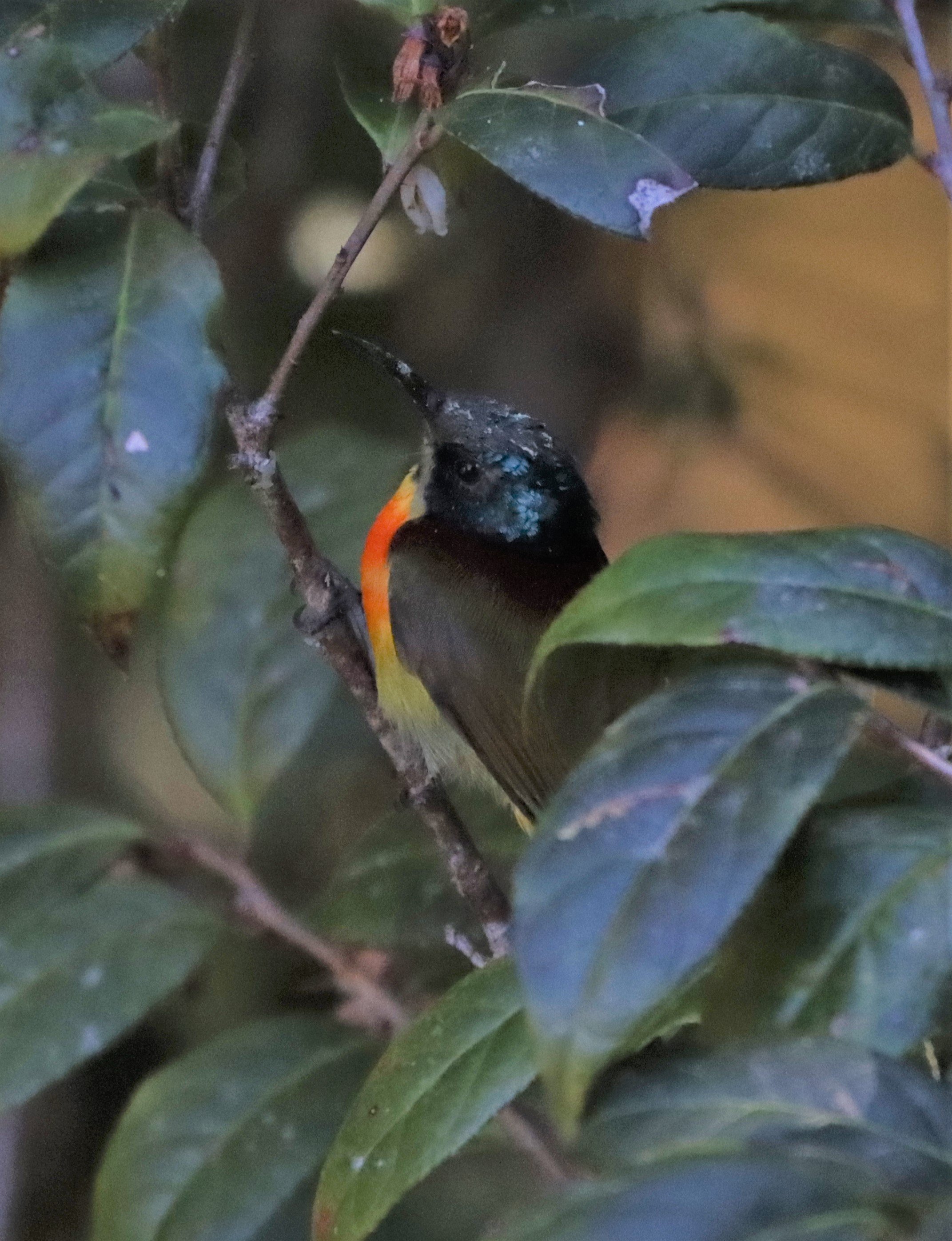 SUNBIRD - DOI INTHANON GREEN-TAILED SUNBIRD - Aethopyga nipalensis angkanensis - DOI INTHANON SUMMIT (3).jpg