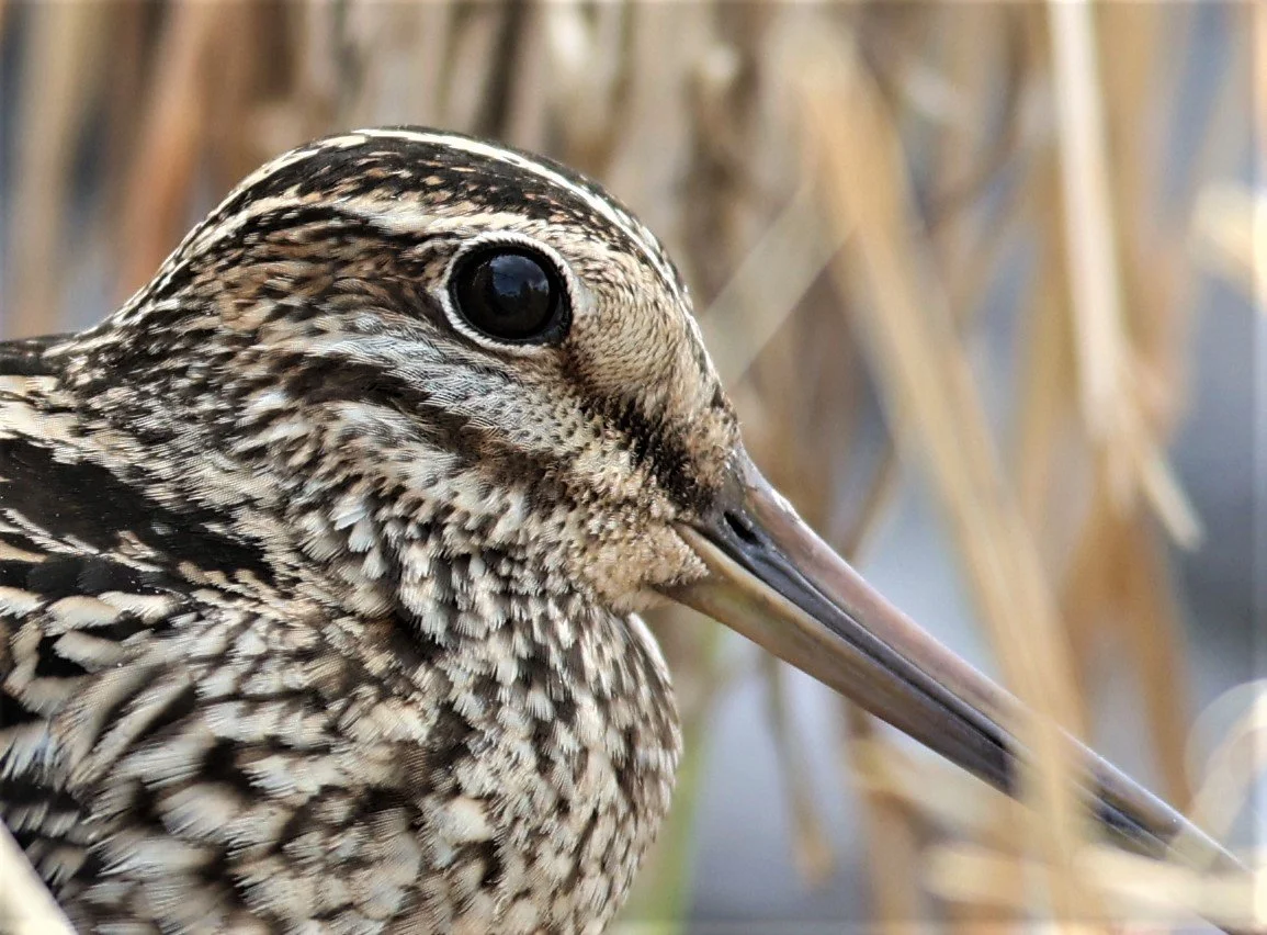 SNIPE - COMMON SNIPE - Gallinago gallinago - PATHUM THANI RICE RESEARCH CENTER 06 NOV 2021 (14).jpg