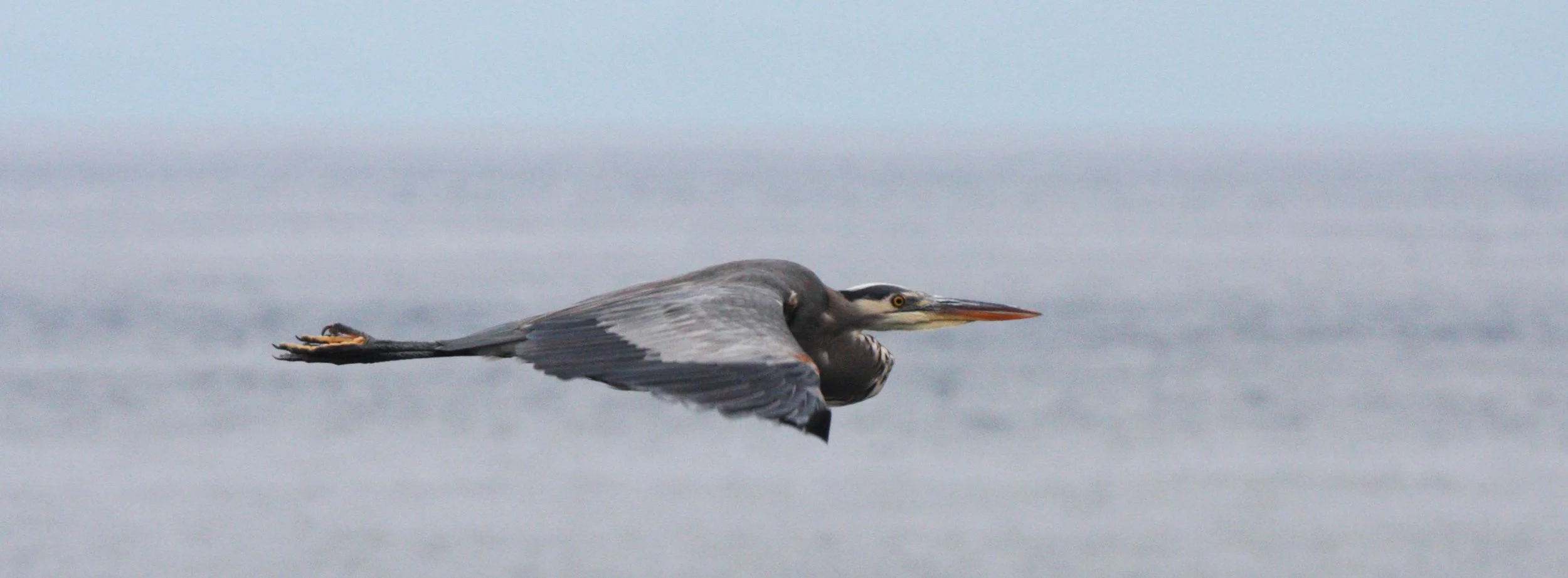 BIRD - HERON - GREAT BLUE HERON - CAPE FLATTERY WA (5).JPG