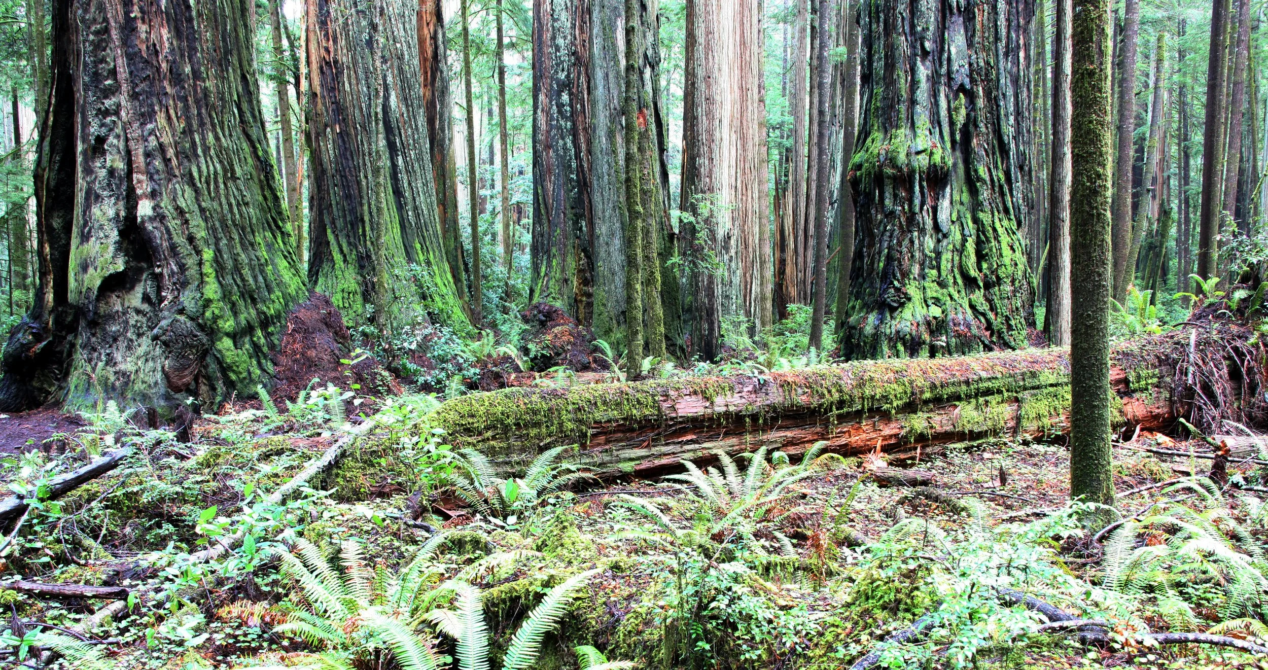 JEDIDIAH SMITH REDWOODS STATE PARK CALIFORNIA (11).JPG
