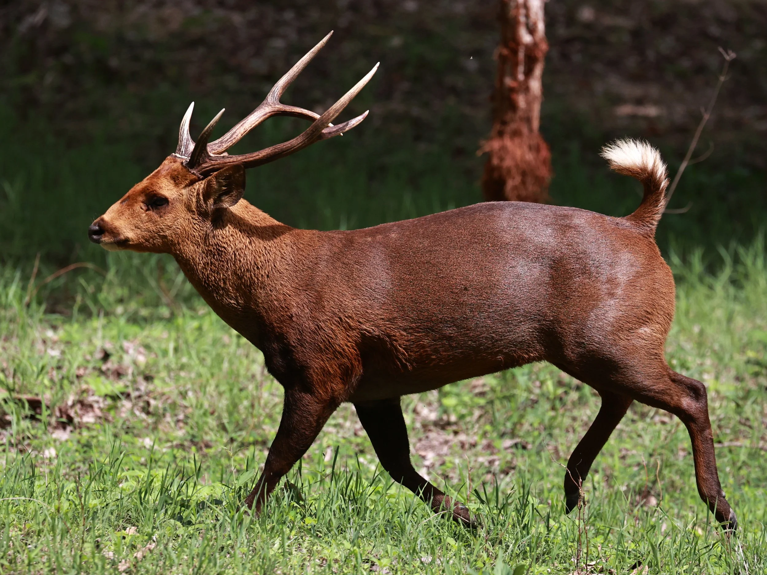 Axis annamiticus - Indochinese Hog Deer - Huai Kha Khaeng Wildlife Sanctuary June 2024 (34).jpg