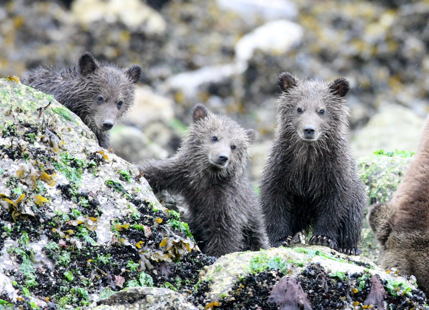 Ursus arctos stikeenensis - STICKEEN'S GRIZZLY BEAR - MOM AND HER FIRST YEAR CUBS - KNIGHT'S INLET BRITISH COLUMBIA (100).JPG