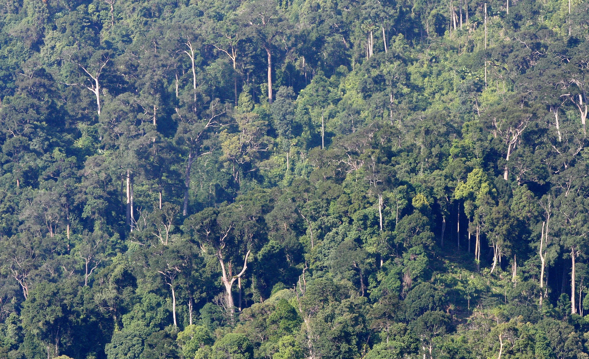 2008 Khao Luang NP Krung Chin Waterfalls Area (8).JPG