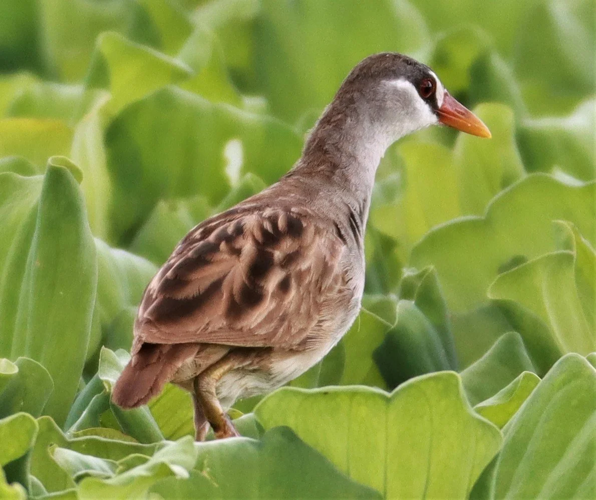 White-browed Crake (Porzana cinerea) Khon Kaen Sewage Treatment Plant (10).jpg