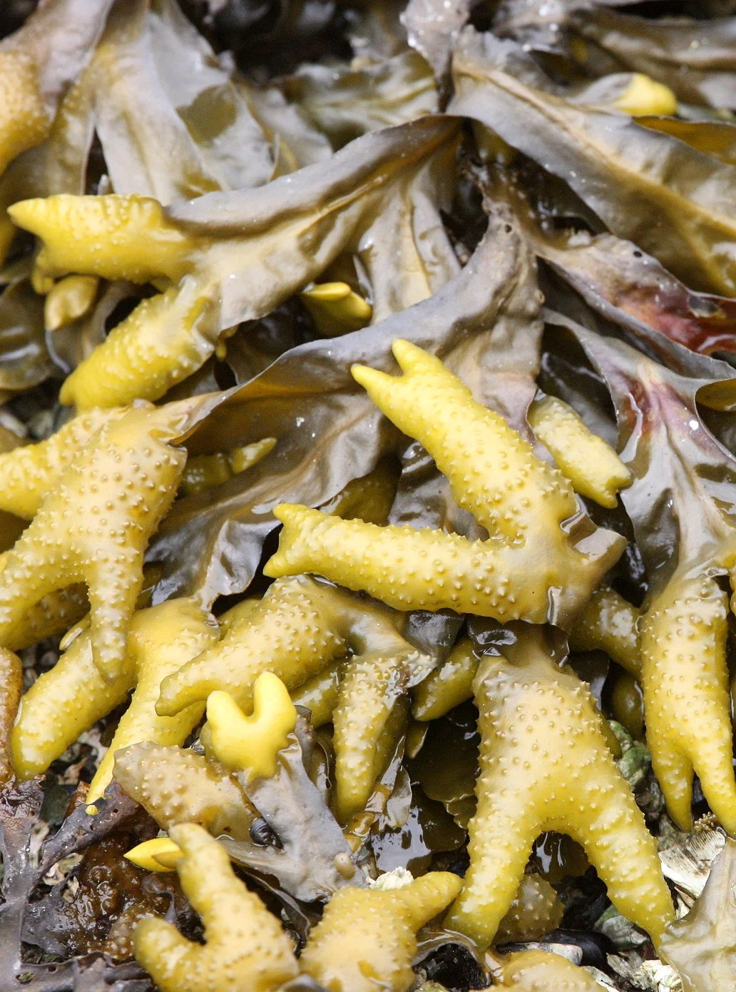 ALGAE - FUCUS SPECIES - KNIGHT'S INLET BRITISH COLUMBIA (2).JPG