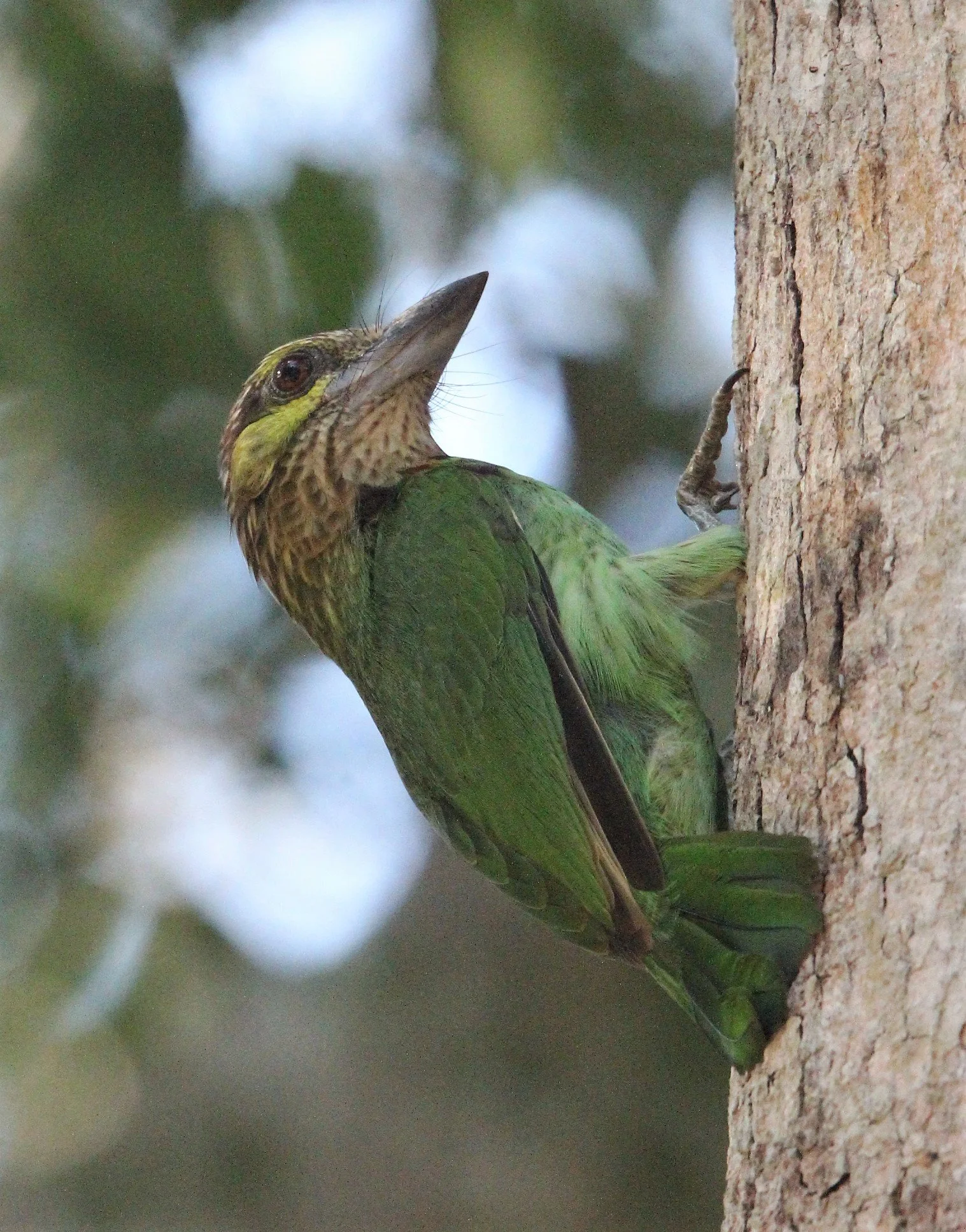 BARBET - GREEN-EARED BARBET - Megalaima faiostricta - KAENG KRACHAN NP A (6).jpg