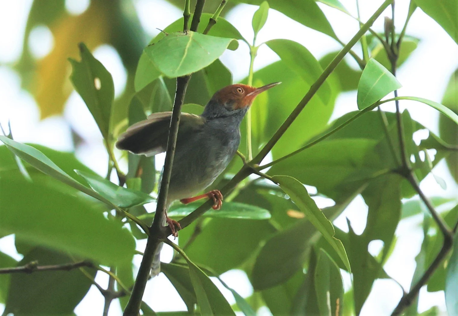 TAILORBIRD - ASHY TAILORBIRD - Orthotomus ruficeps - SOUTHERN NARATHIWAT PROVINCE  (15).jpg