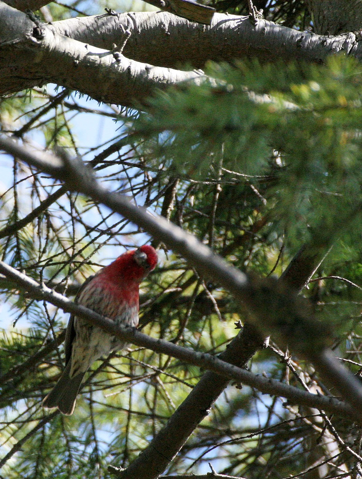 House Finch (Haemorhous mexicanus) Loreto Baja Mexico (17).jpg