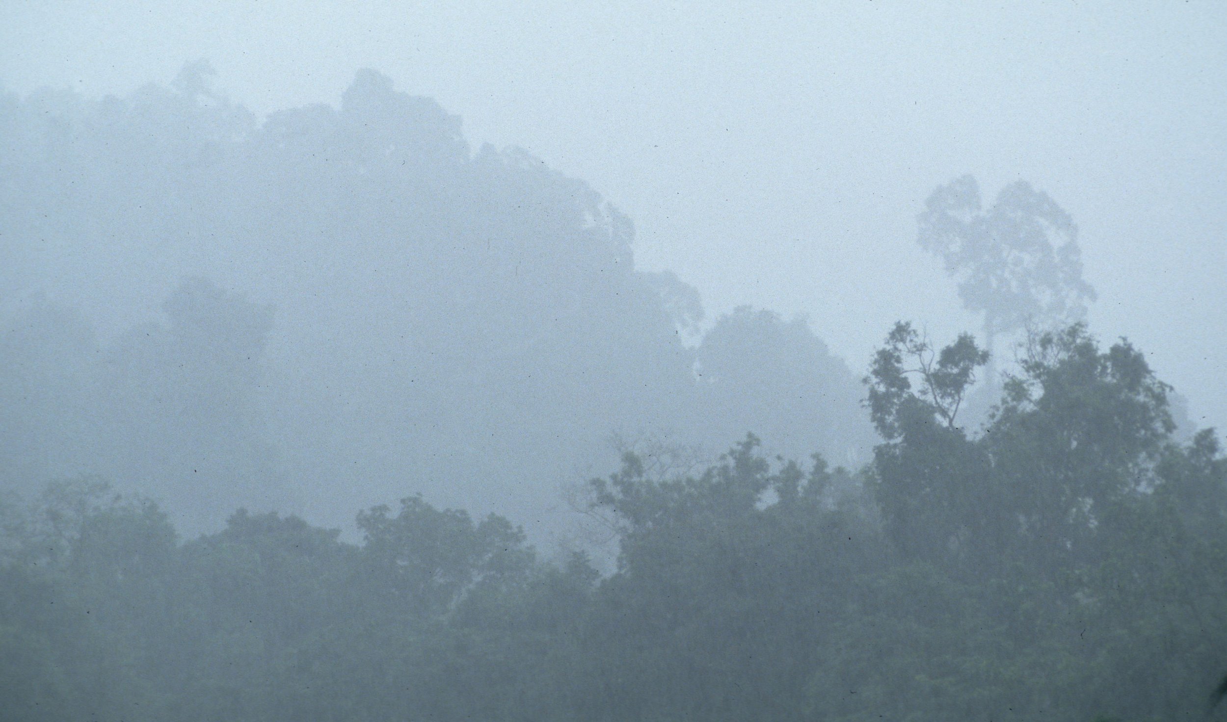 CUC PHUONG NATIONAL PARK - 1994 (5).jpg