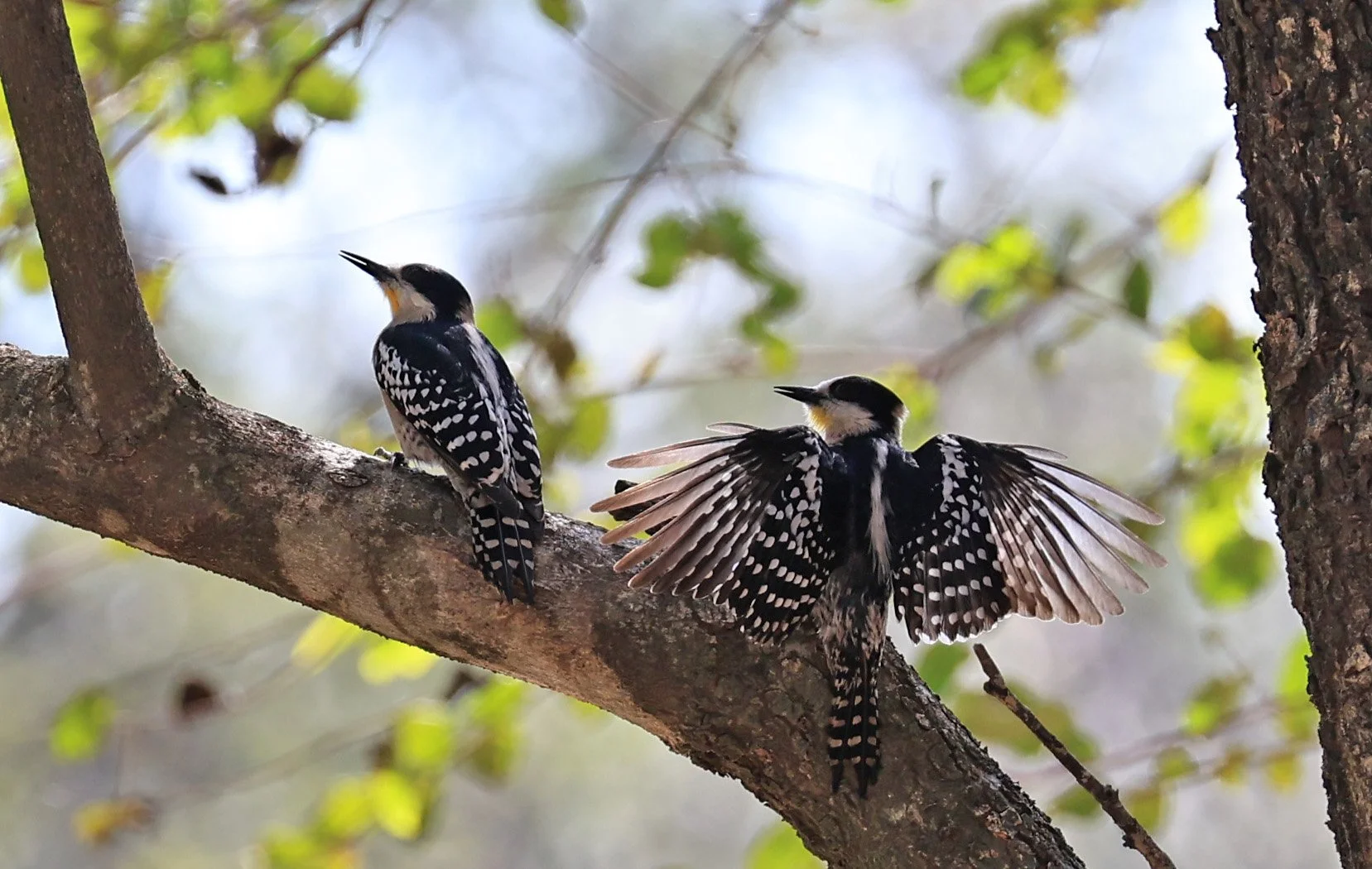 White-fronted Woodpecker (Melanerpes cactorum) Hotel Campestre Iparoma Paraguay (14).jpg