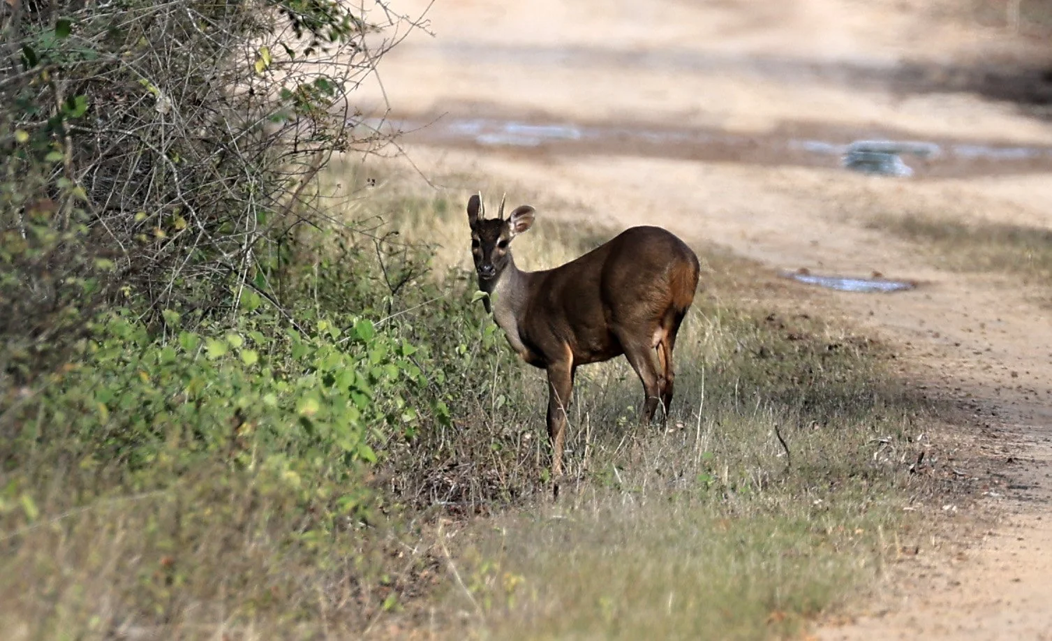 Southern Brown Brocket (Subulo gouazoubira) Selva Serena Natural Reserve (7).jpg