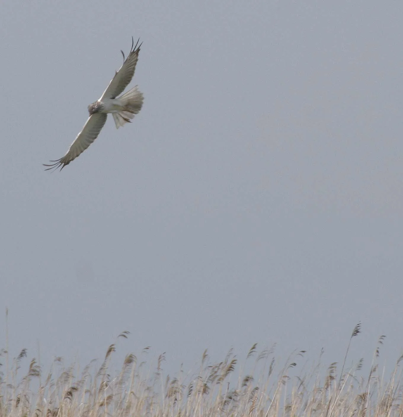 Circus spilonotus - EASTERN MARSH HARRIER - SELENGA DELTA LAKE BAIKAL RUSSIA (26).jpg