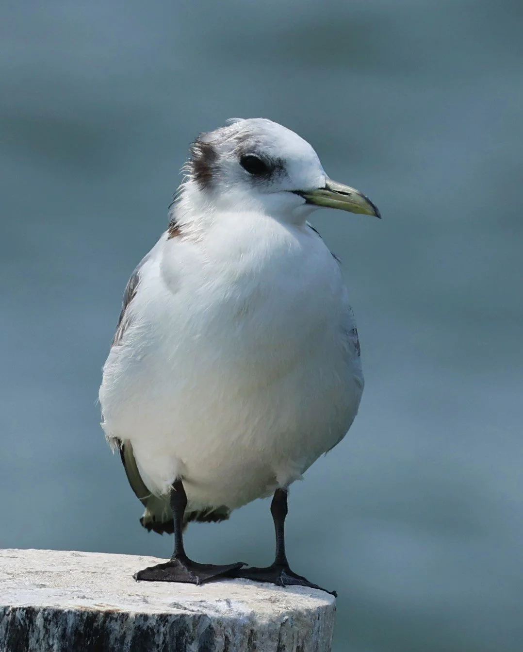 KITTIWAKE - BLACK-LEGGED KITTIWAKE - Rissa tridactyla - GULF OF SIAM OFF BANGKOK & SAMUT SAKHORN FEB 05 2022 (10).jpg