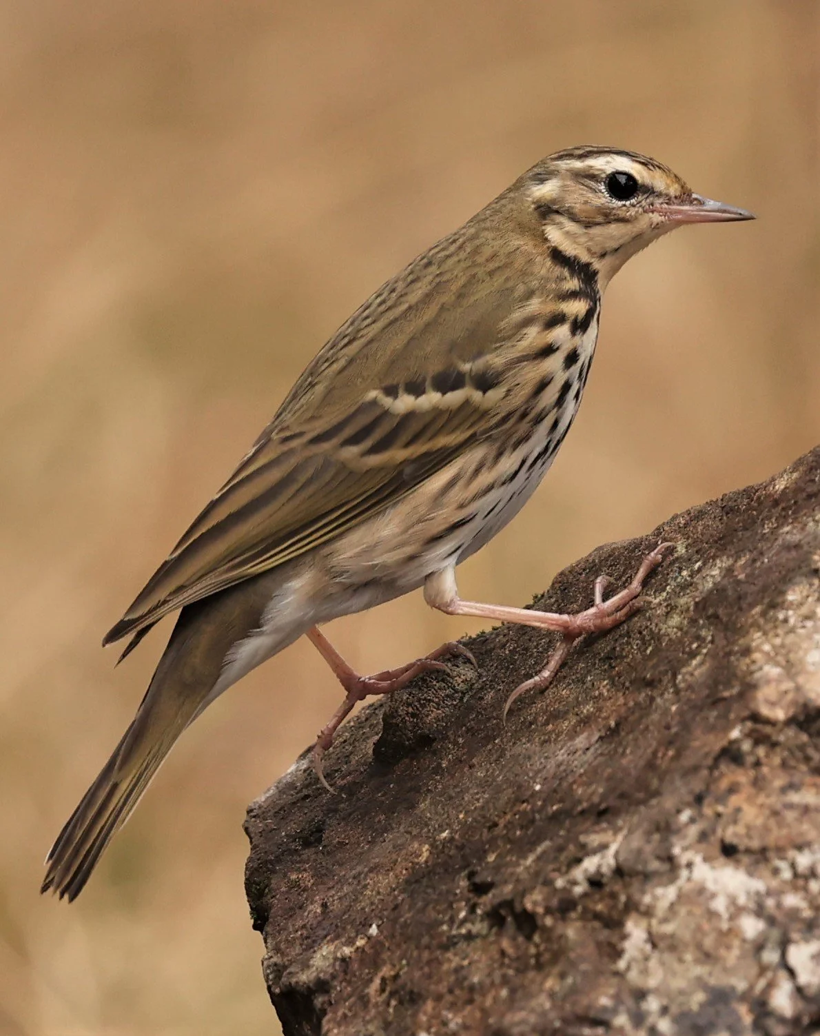Olive-backed Pipit (Anthus hodgsoni) DOI LANG WEST, DOI PHA HOM POK NP, CHIANG MAI DEC 2021 (9).jpg