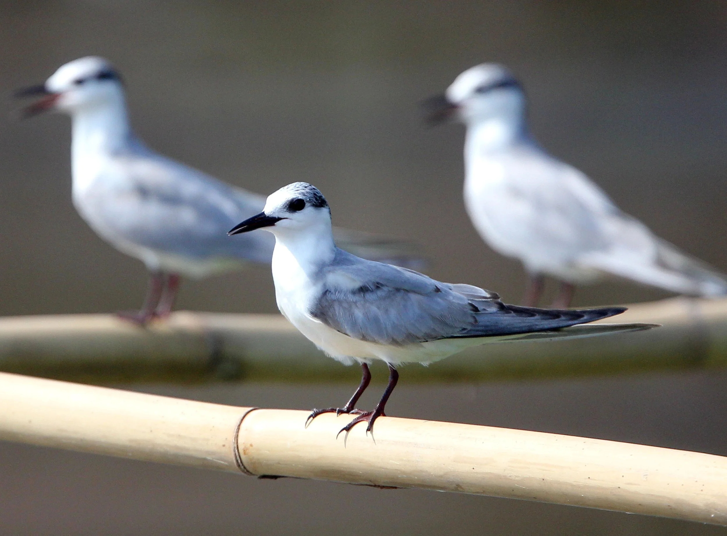 TERN - WHISKERED TERN - Chlidonias hybridus - THALE NOI BIRD SANCTUARY, PATALUNG THAILAND (94).JPG