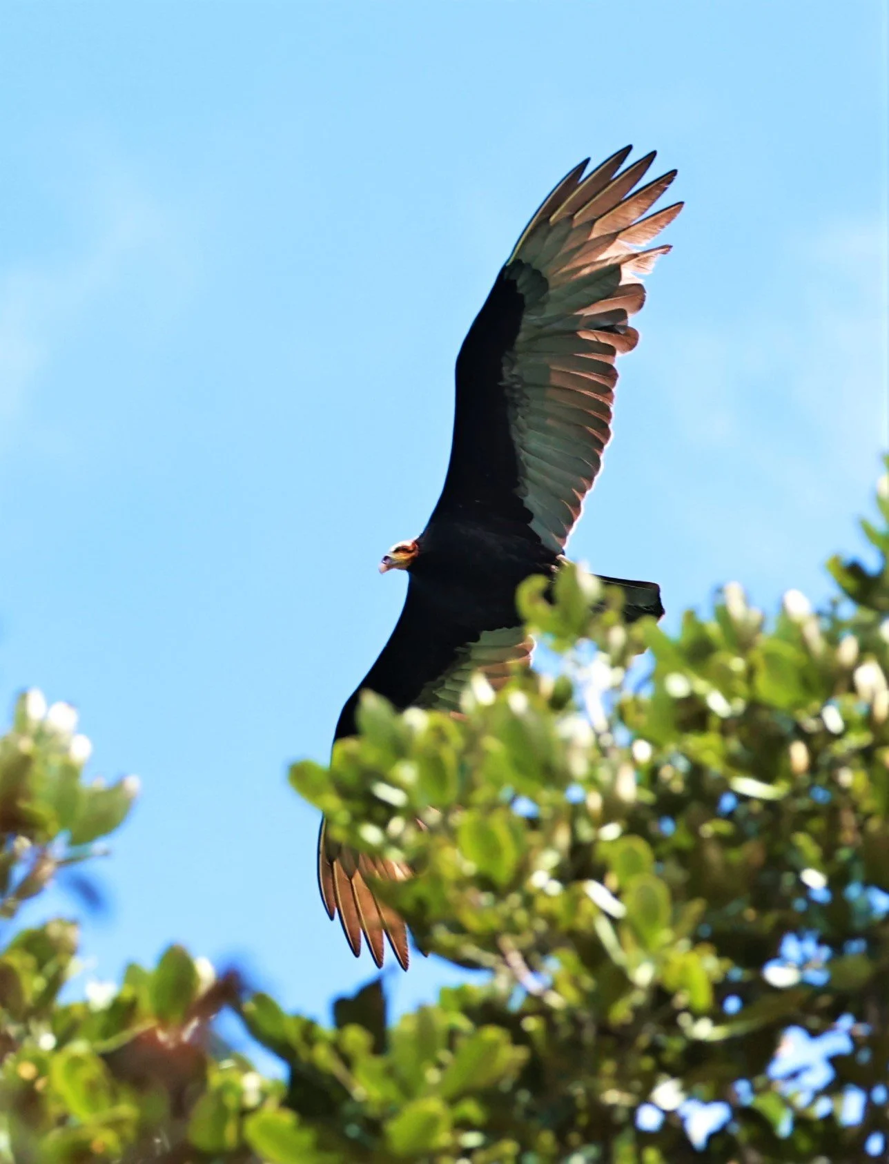 Vulture - Lesser Yellow-headed Vulture - Cathartes burrovianus - Estancia, Sergipe & Northern Bahia State, Brazil.jpg