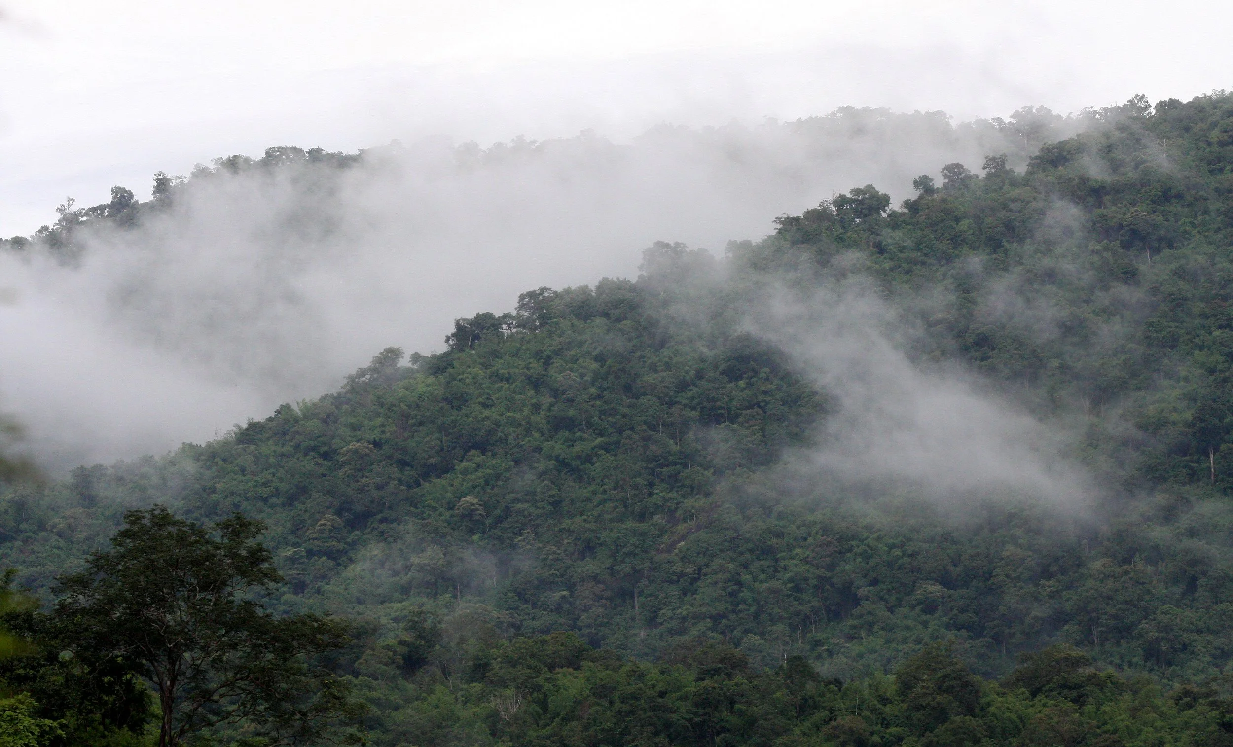 HUAI KHA KHAENG WS - FOREST SCENES (2).JPG