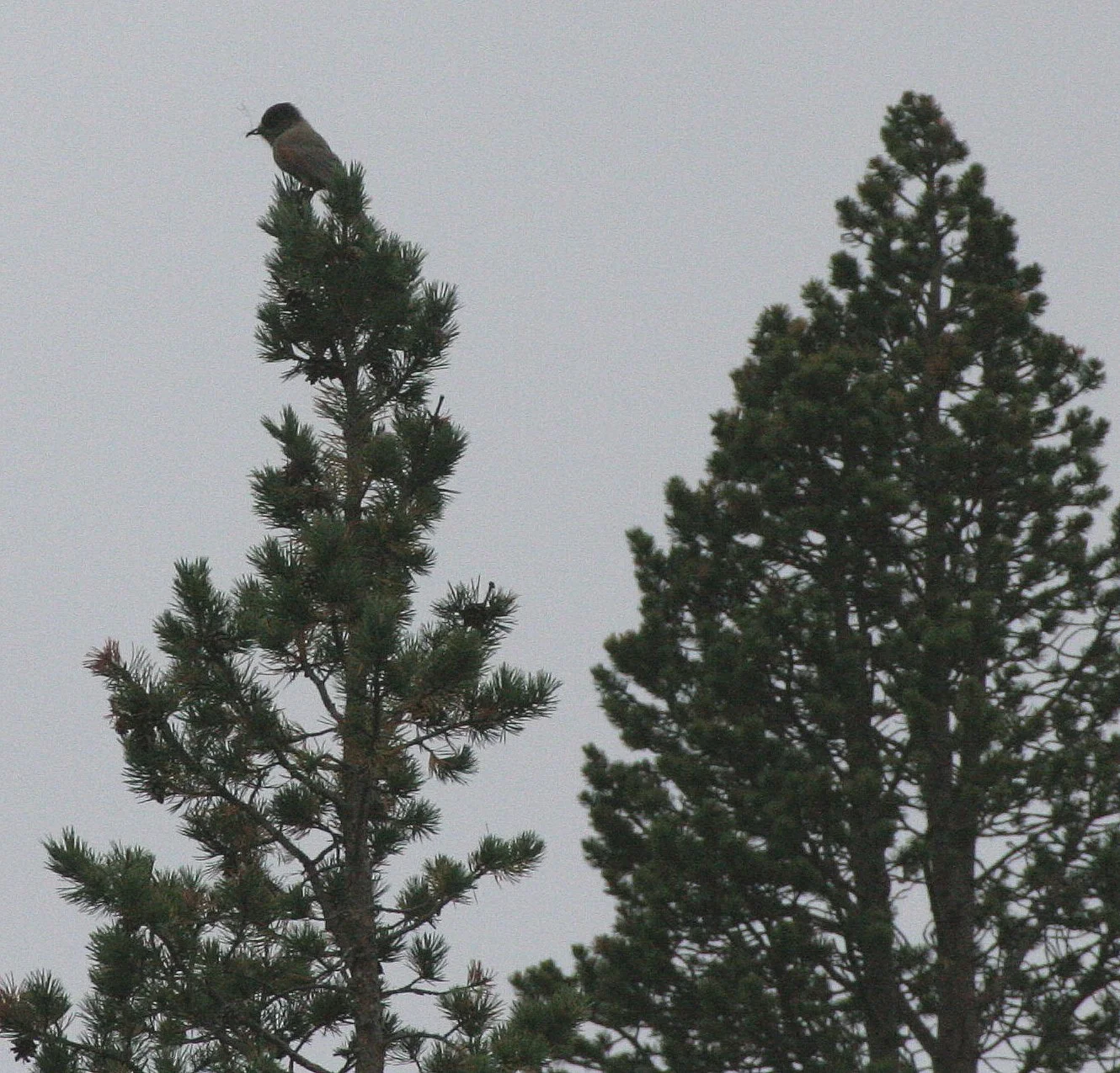 BIRD - JAY - SIBERIAN JAB - NORTHERN SWEDEN (2).jpg