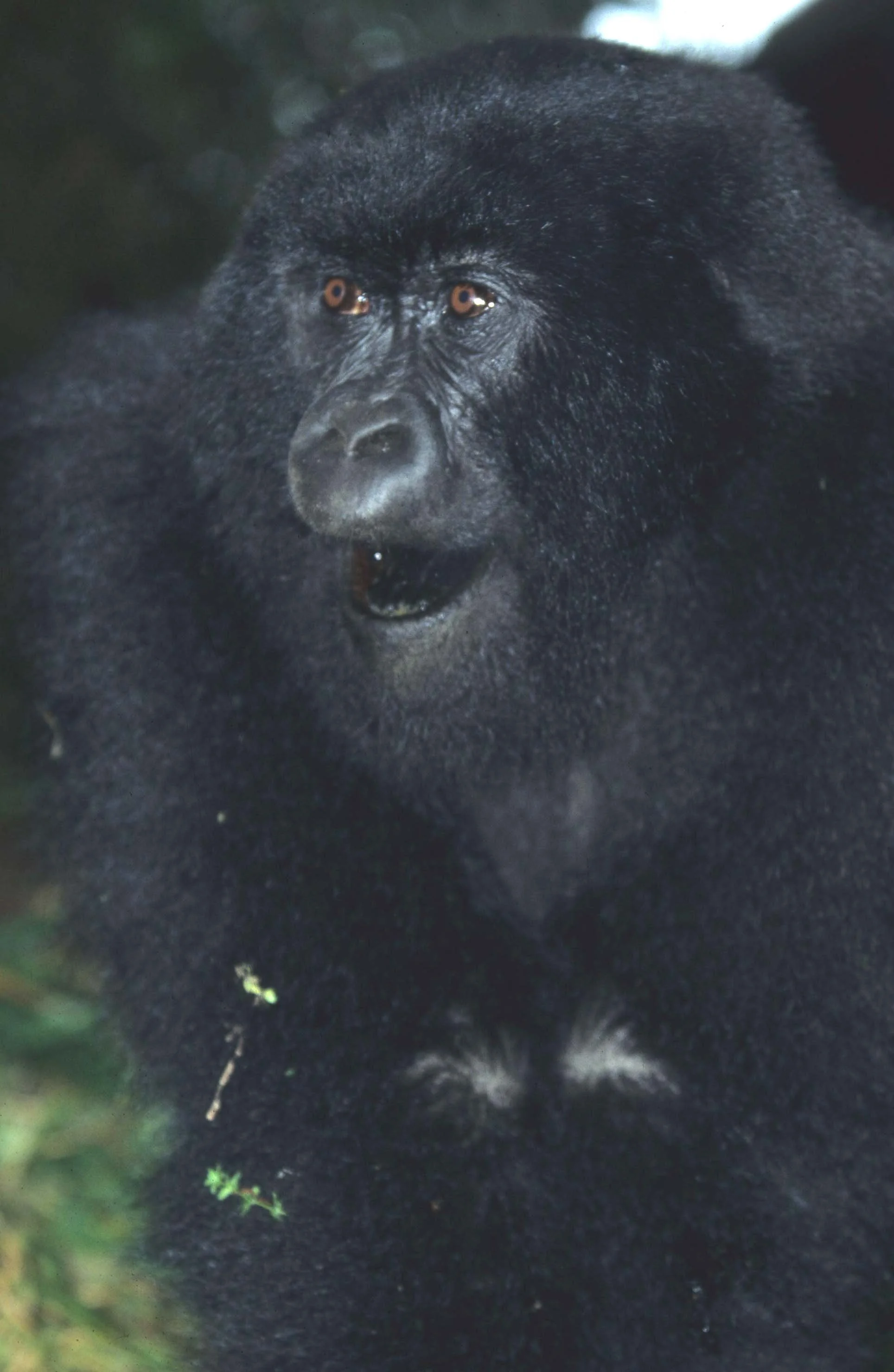 PRIMATE - GORILLA-RWANDA PARC DU VULCANS (58).jpg