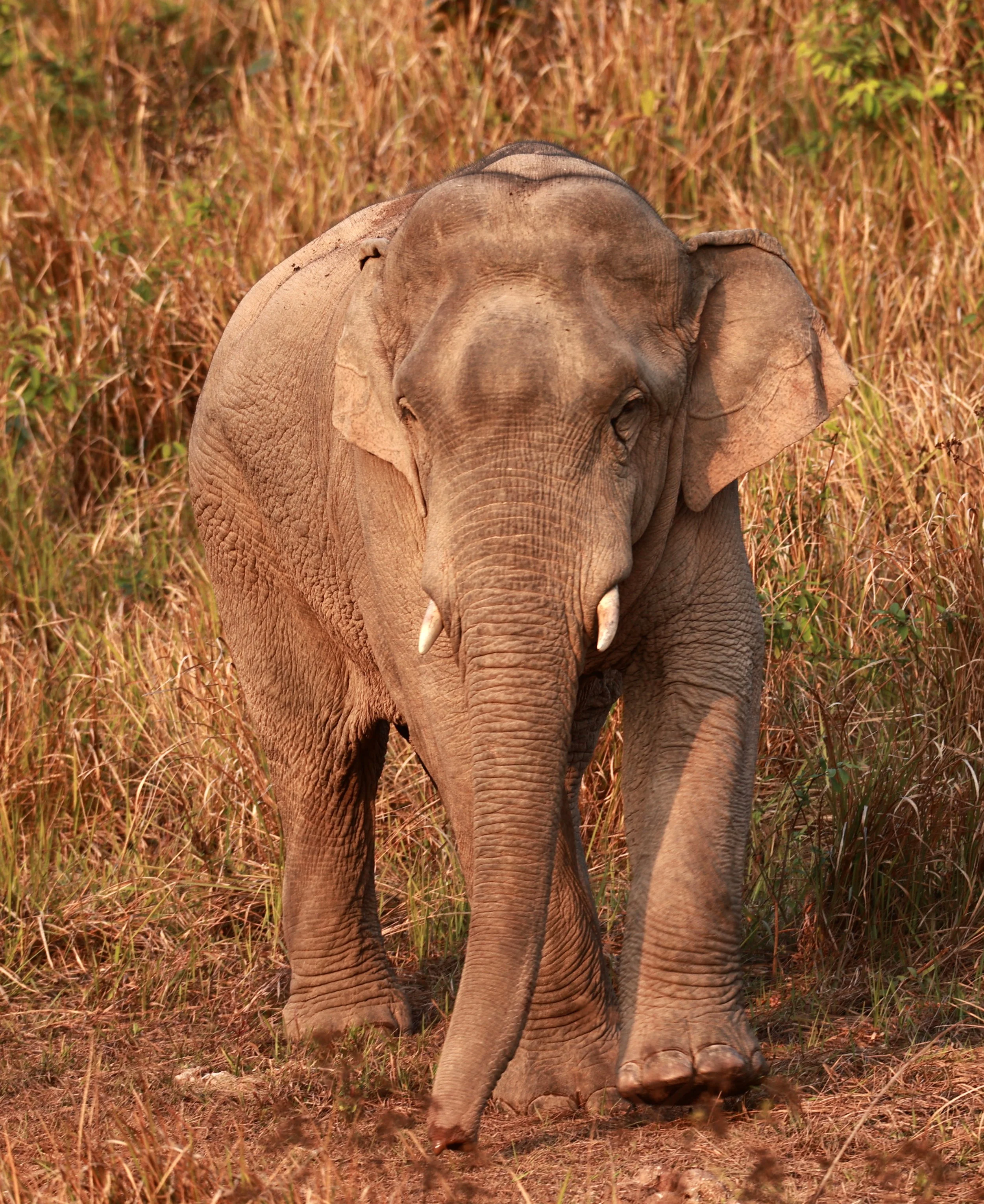 Asian Elephant (Elephas maximus) Khao Yai National Park, Thailand (67).jpg