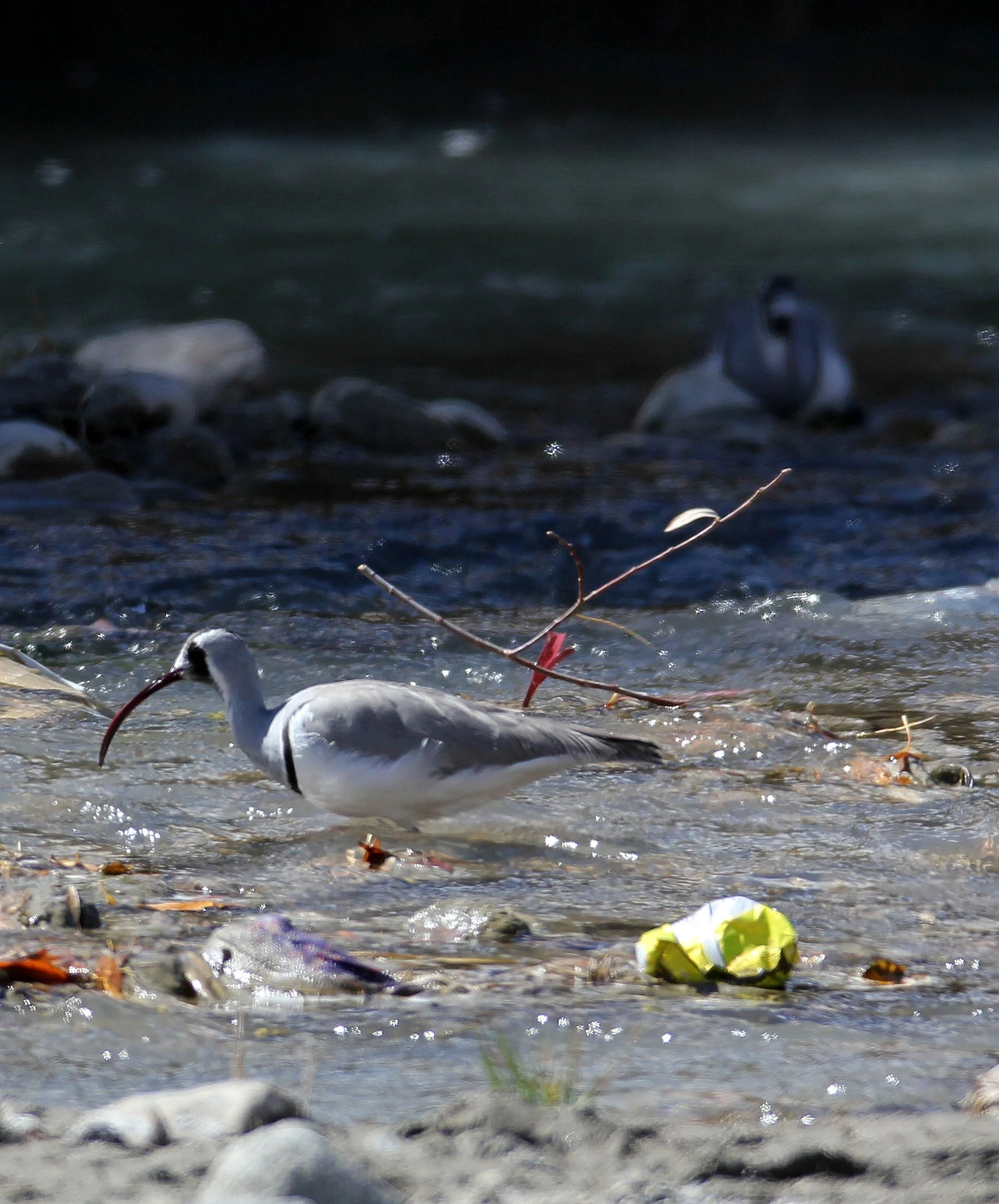 BIRD - IBISBILL - HEMIS NATIONAL PARK - LADAKH INDIA - JAMMU & KASHMIR NEAR LEH (17).JPG