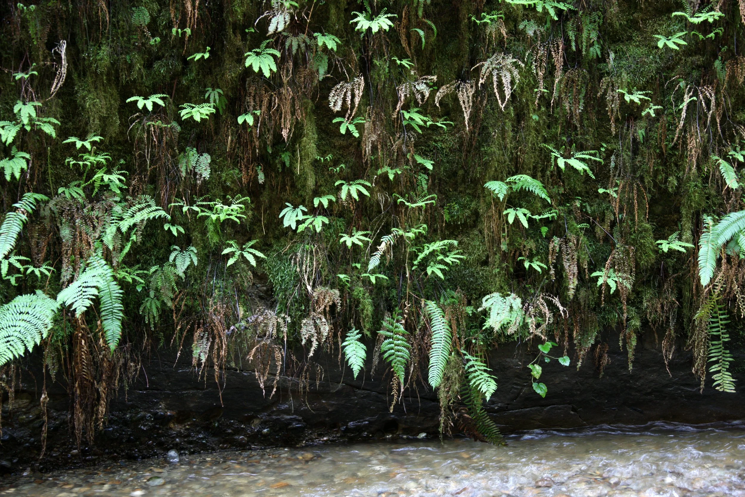 PRAIRIE CREEK STATE PARK CALIFORNIA - FERN CANYON (13).JPG
